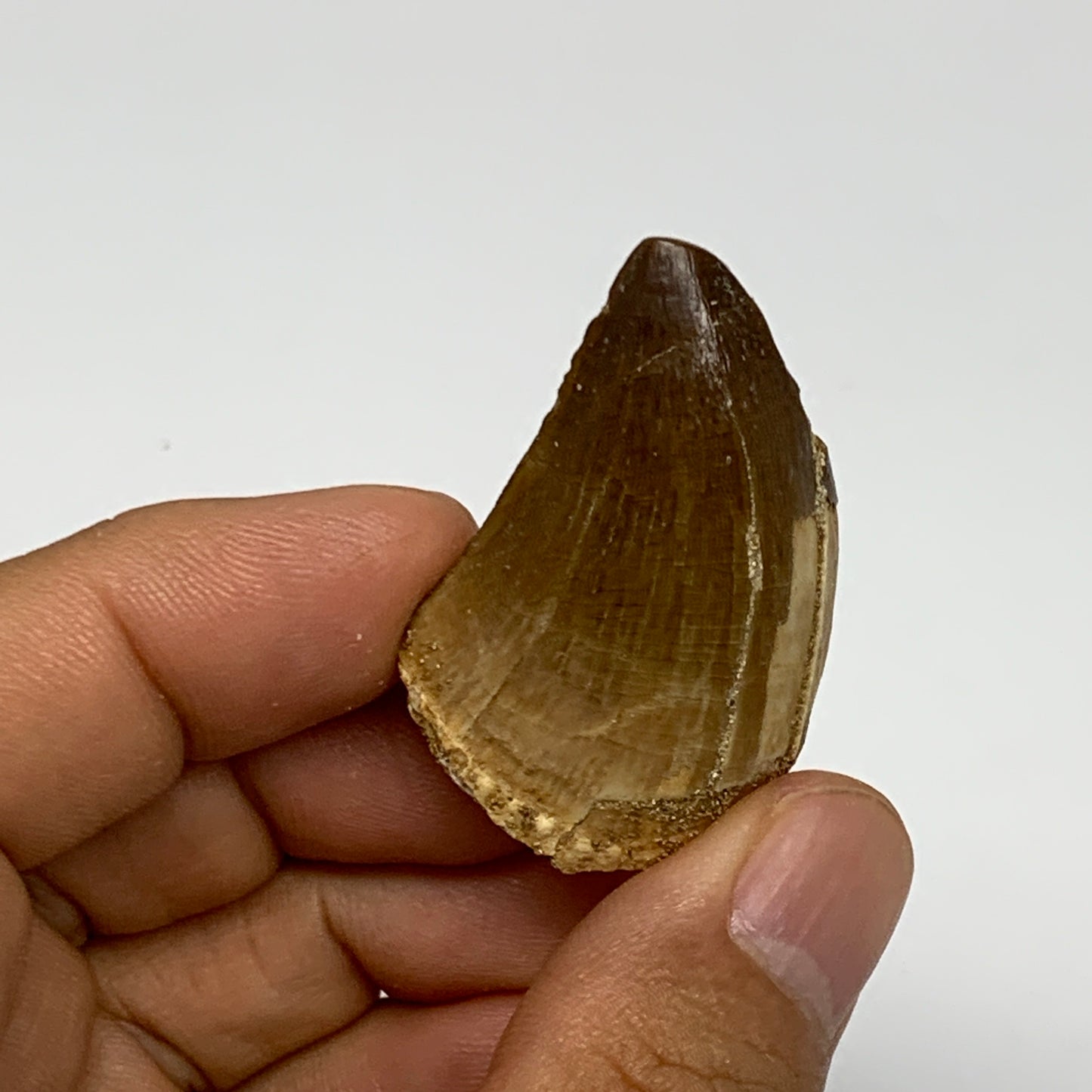 17.3g,1.6"X1"x0.8" Fossil Mosasaur Tooth reptiles, Cretaceous @Morocco, B23811