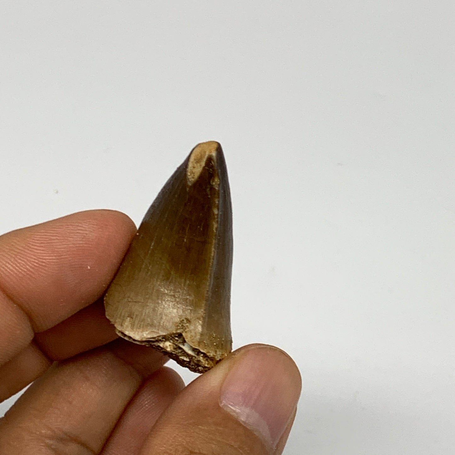 17.3g,1.6"X1"x0.8" Fossil Mosasaur Tooth reptiles, Cretaceous @Morocco, B23811