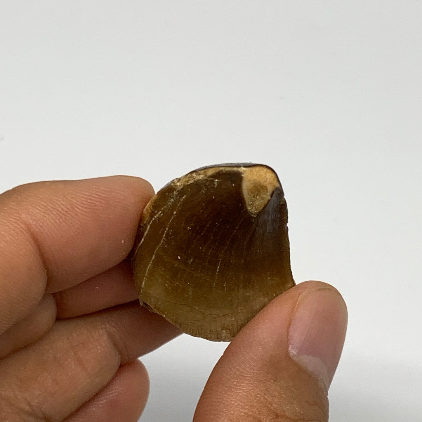 17.3g,1.6"X1"x0.8" Fossil Mosasaur Tooth reptiles, Cretaceous @Morocco, B23811