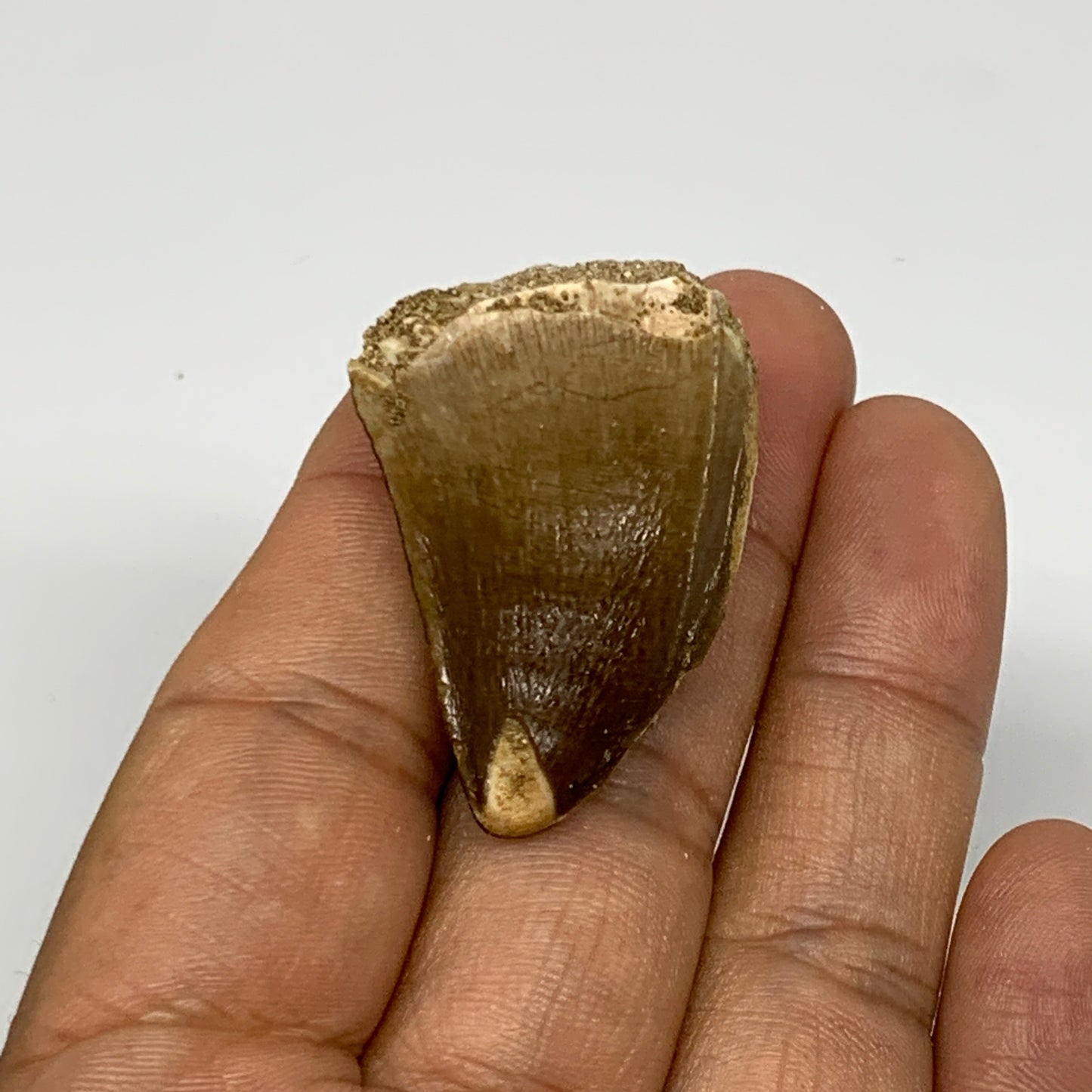 17.3g,1.6"X1"x0.8" Fossil Mosasaur Tooth reptiles, Cretaceous @Morocco, B23811