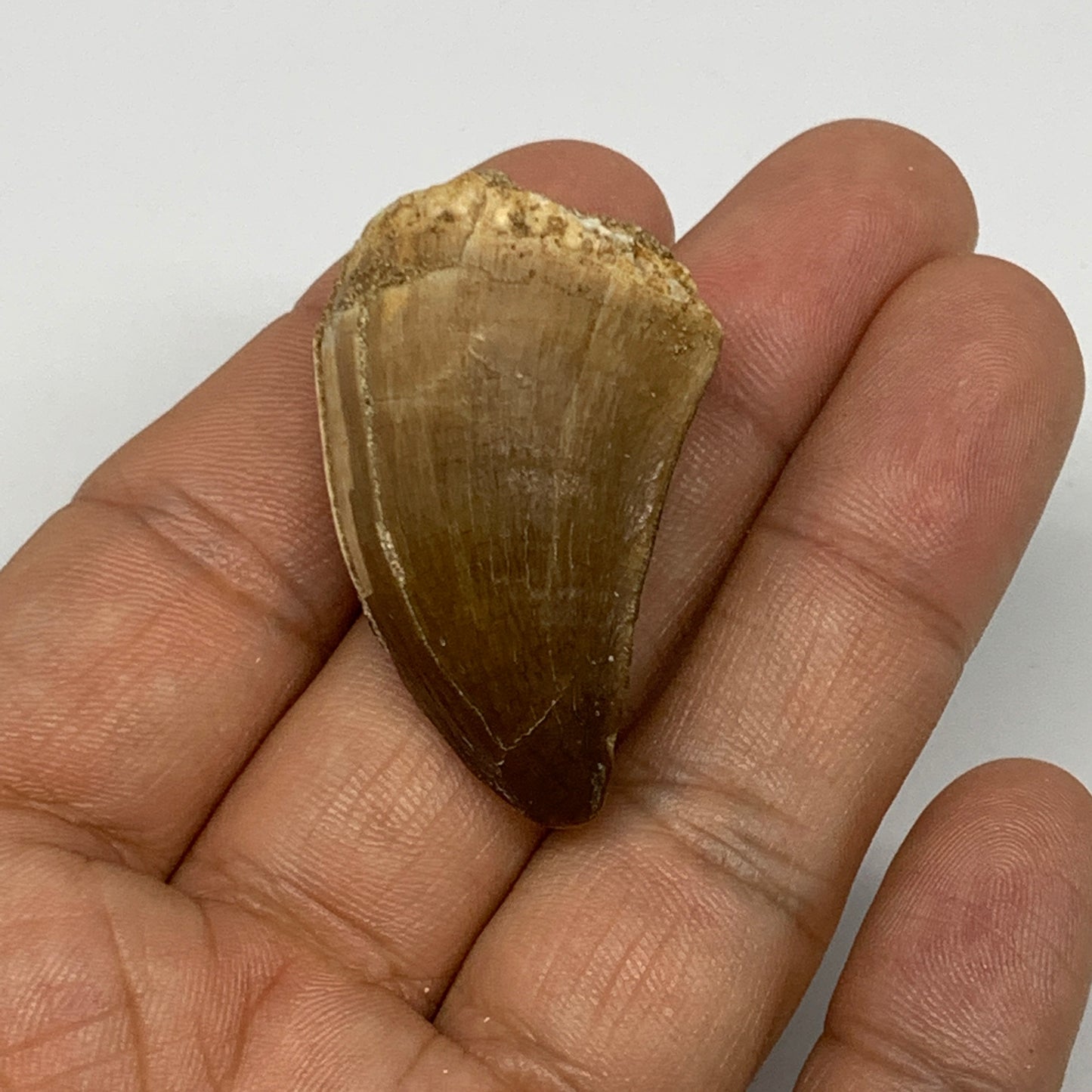 17.3g,1.6"X1"x0.8" Fossil Mosasaur Tooth reptiles, Cretaceous @Morocco, B23811