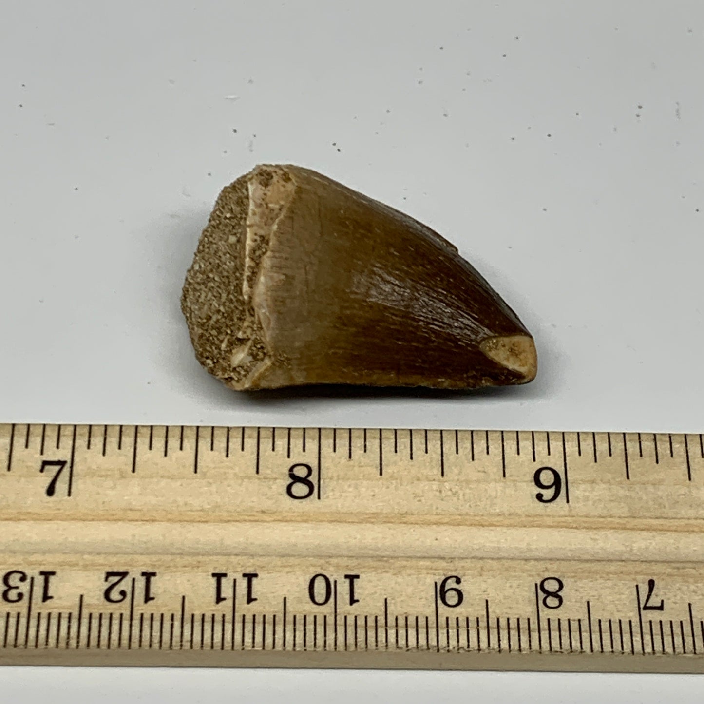 17.3g,1.6"X1"x0.8" Fossil Mosasaur Tooth reptiles, Cretaceous @Morocco, B23811