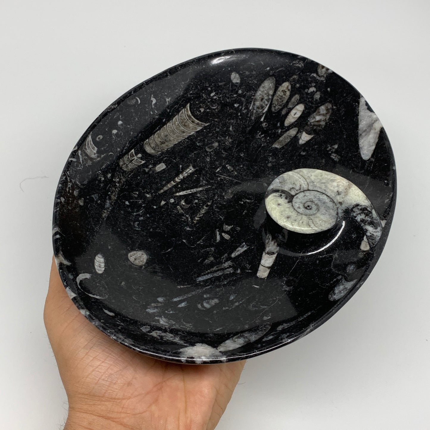 686g, 8.75"x6.5" Black Fossils Ammonite Orthoceras Bowl Oval Ring @Morocco,B8403