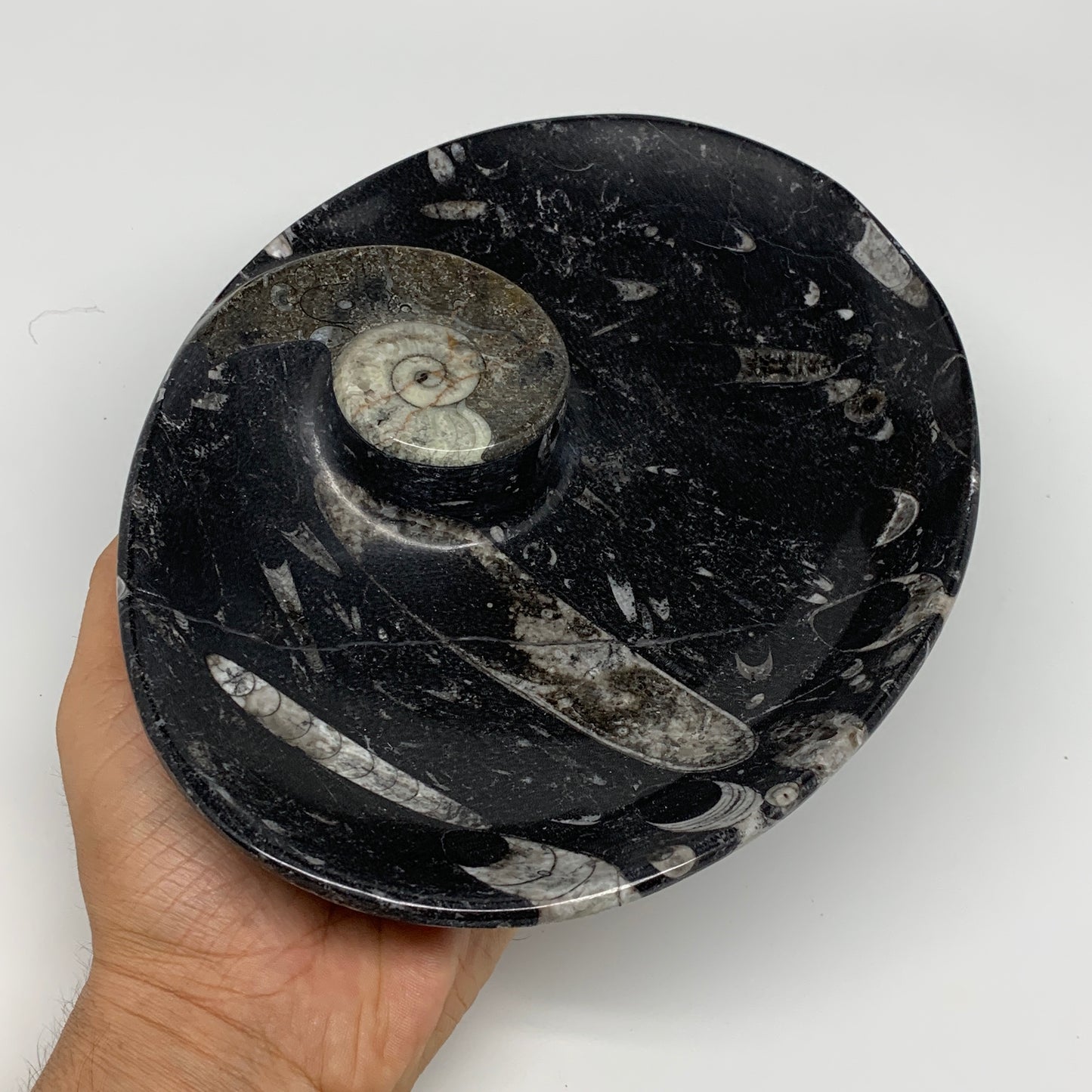 944g, 8.75"x6.5" Black Fossils Ammonite Orthoceras Bowl Oval Ring @Morocco,B8404