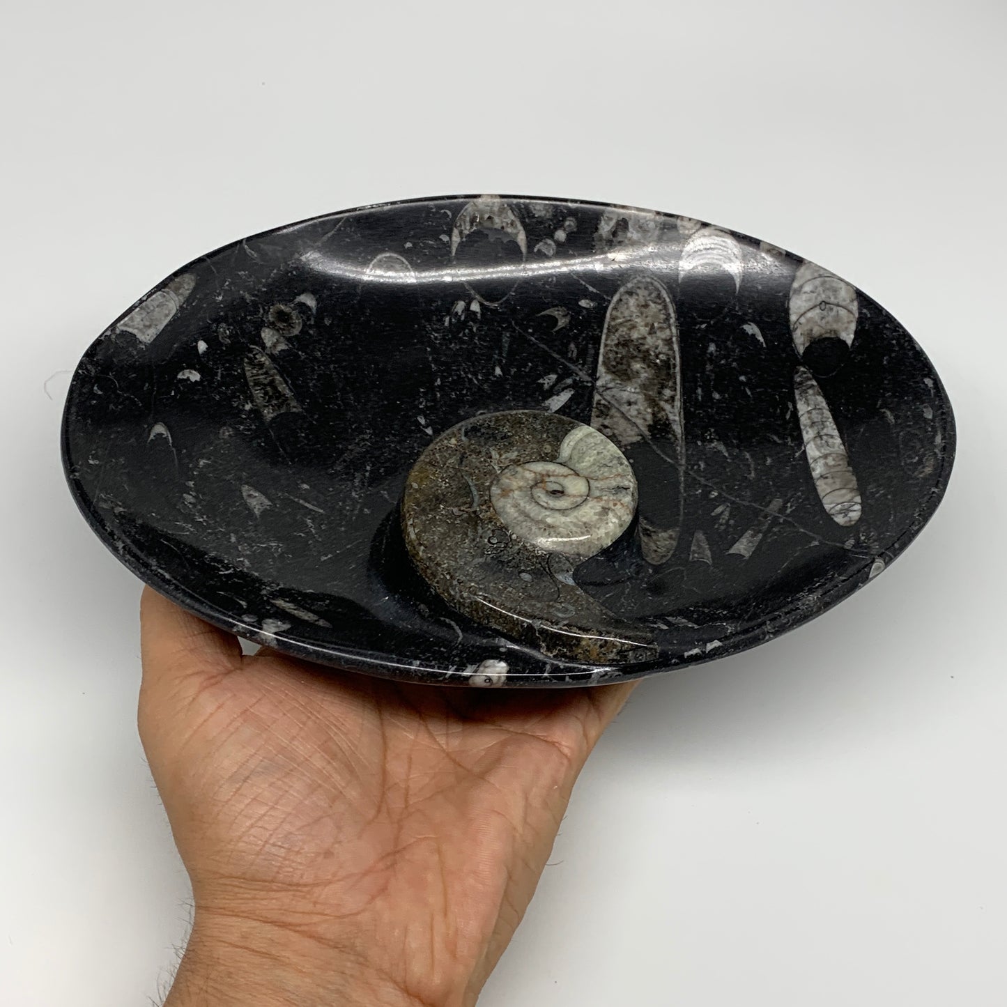 944g, 8.75"x6.5" Black Fossils Ammonite Orthoceras Bowl Oval Ring @Morocco,B8404