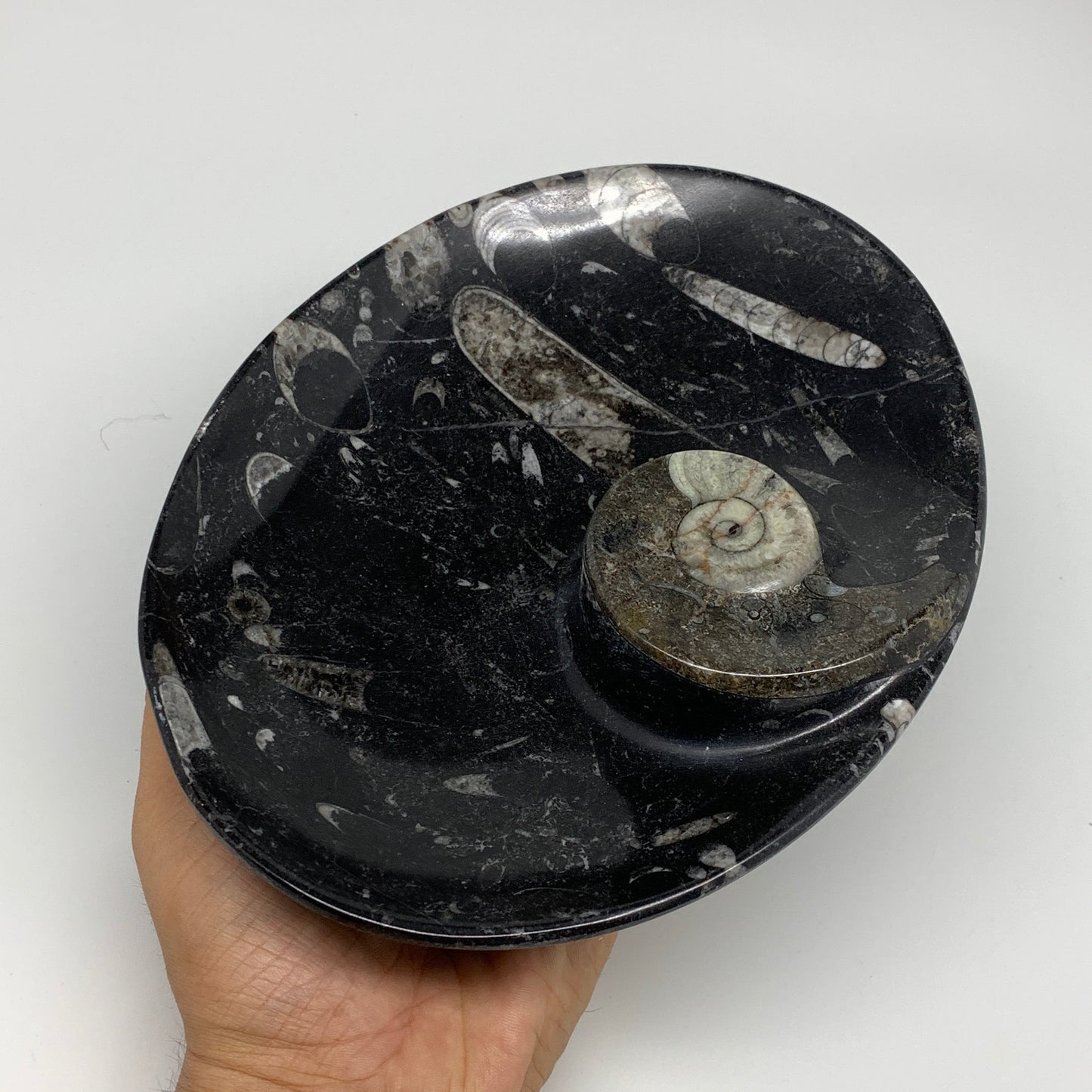 944g, 8.75"x6.5" Black Fossils Ammonite Orthoceras Bowl Oval Ring @Morocco,B8404