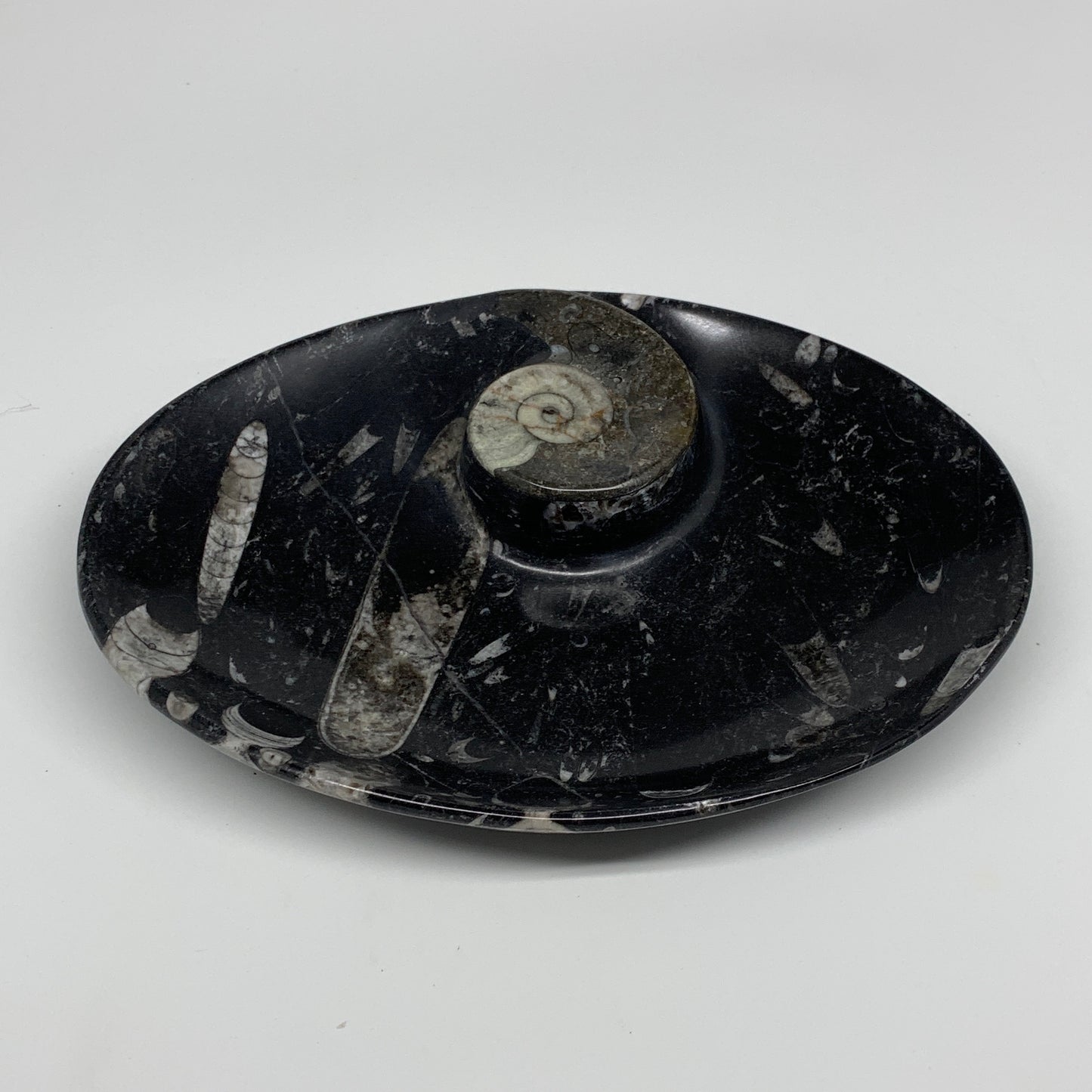 944g, 8.75"x6.5" Black Fossils Ammonite Orthoceras Bowl Oval Ring @Morocco,B8404