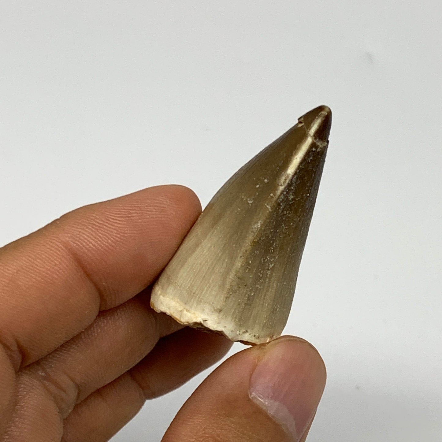 18.4g,1.6"X1.1"x0.8" Fossil Mosasaur Tooth reptiles, Cretaceous @Morocco, B23814