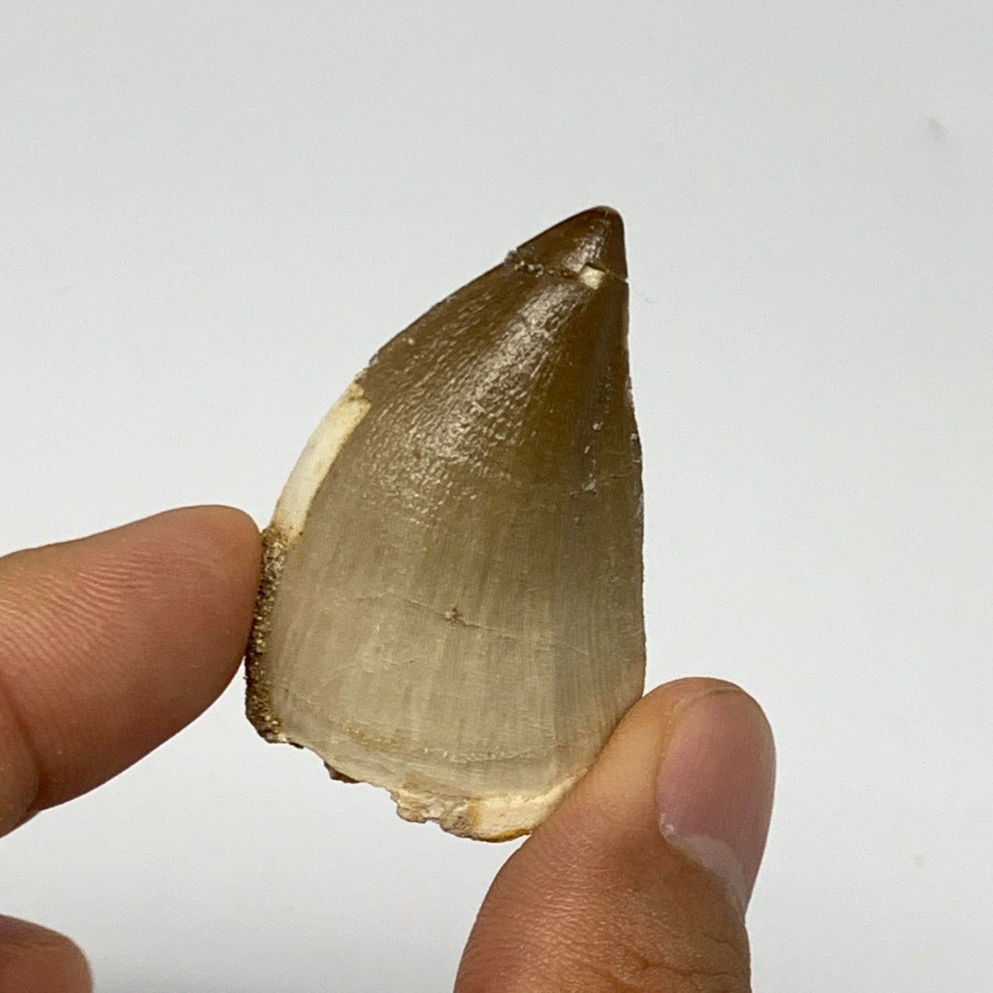 18.4g,1.6"X1.1"x0.8" Fossil Mosasaur Tooth reptiles, Cretaceous @Morocco, B23814