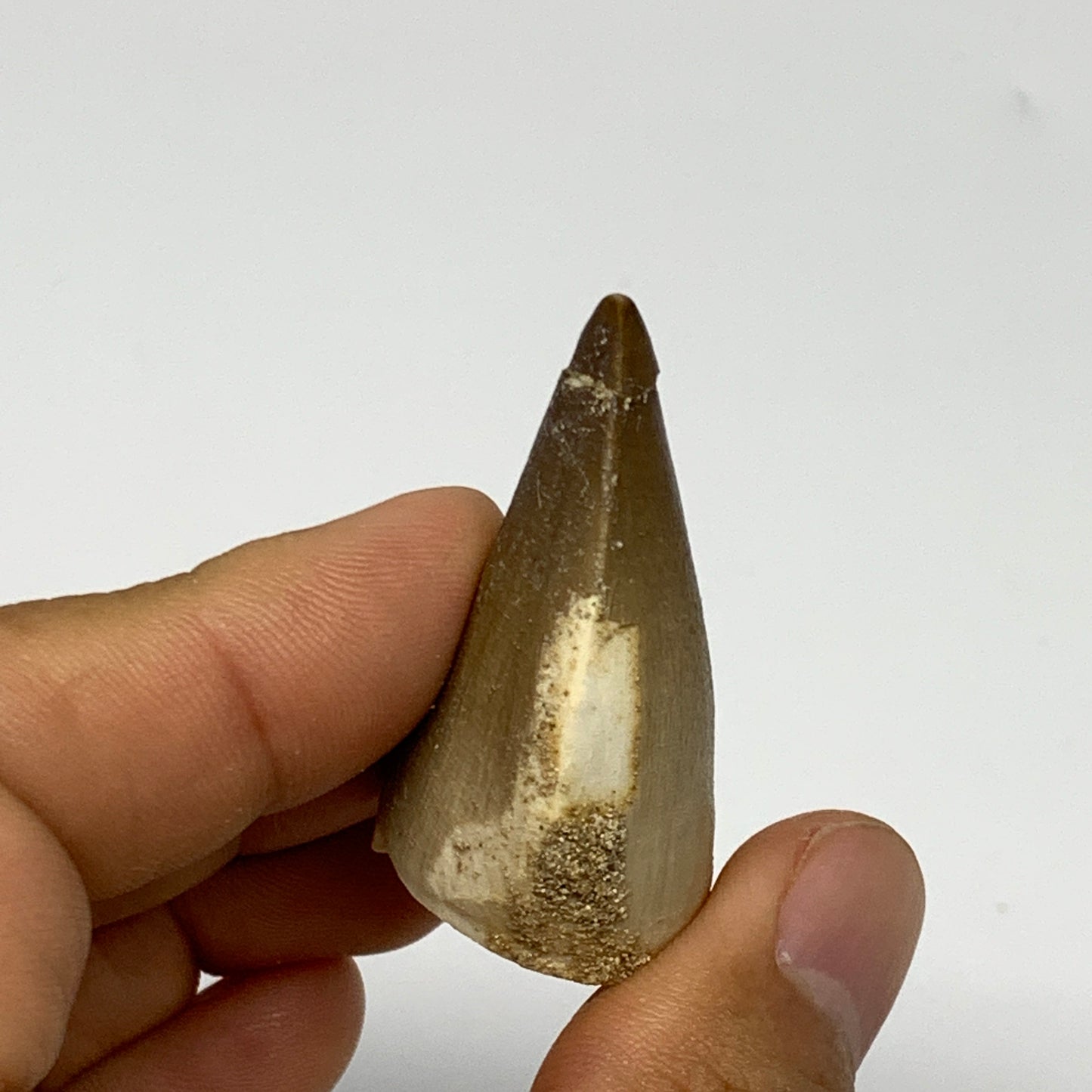 18.4g,1.6"X1.1"x0.8" Fossil Mosasaur Tooth reptiles, Cretaceous @Morocco, B23814