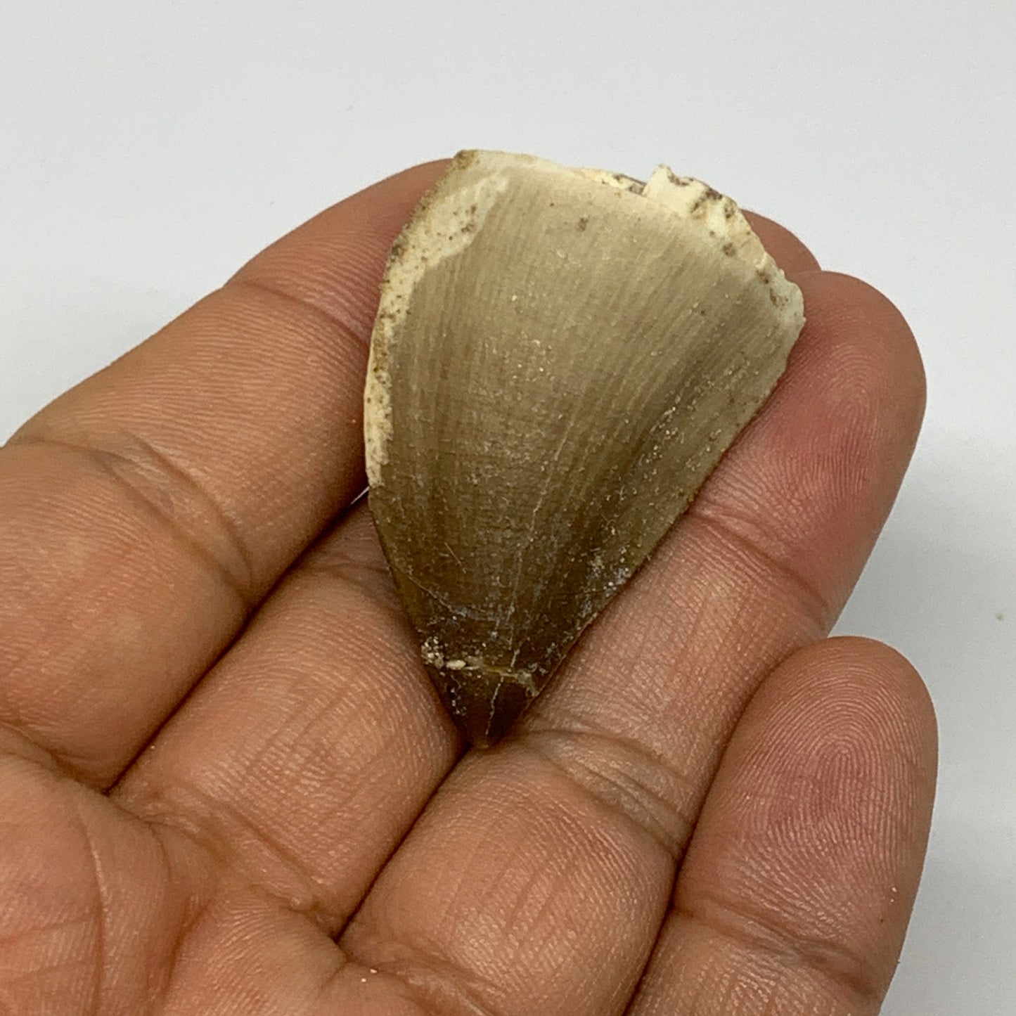 18.4g,1.6"X1.1"x0.8" Fossil Mosasaur Tooth reptiles, Cretaceous @Morocco, B23814