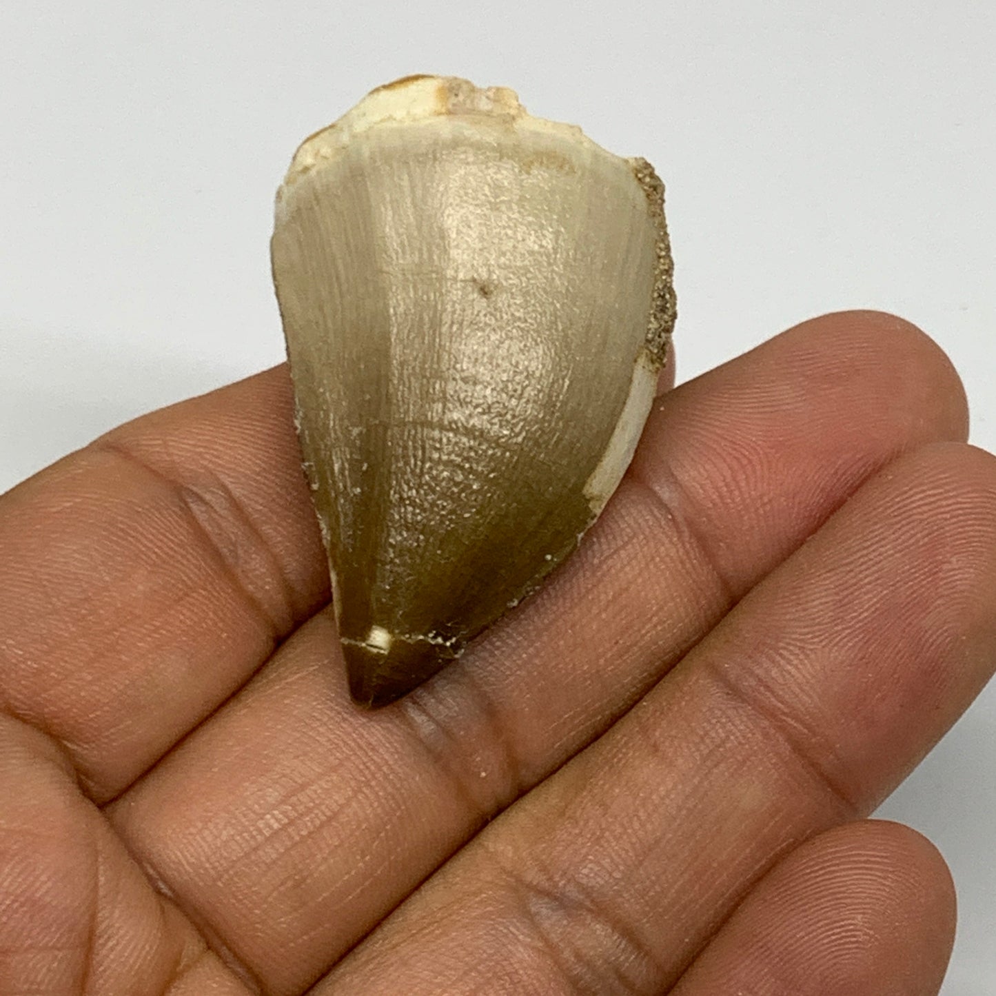 18.4g,1.6"X1.1"x0.8" Fossil Mosasaur Tooth reptiles, Cretaceous @Morocco, B23814