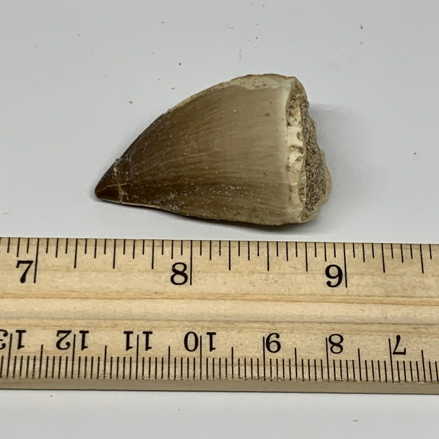 18.4g,1.6"X1.1"x0.8" Fossil Mosasaur Tooth reptiles, Cretaceous @Morocco, B23814