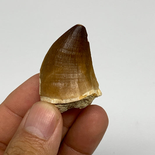 16.8g,1.6"X1.1"x0.8" Fossil Mosasaur Tooth reptiles, Cretaceous @Morocco, B23817