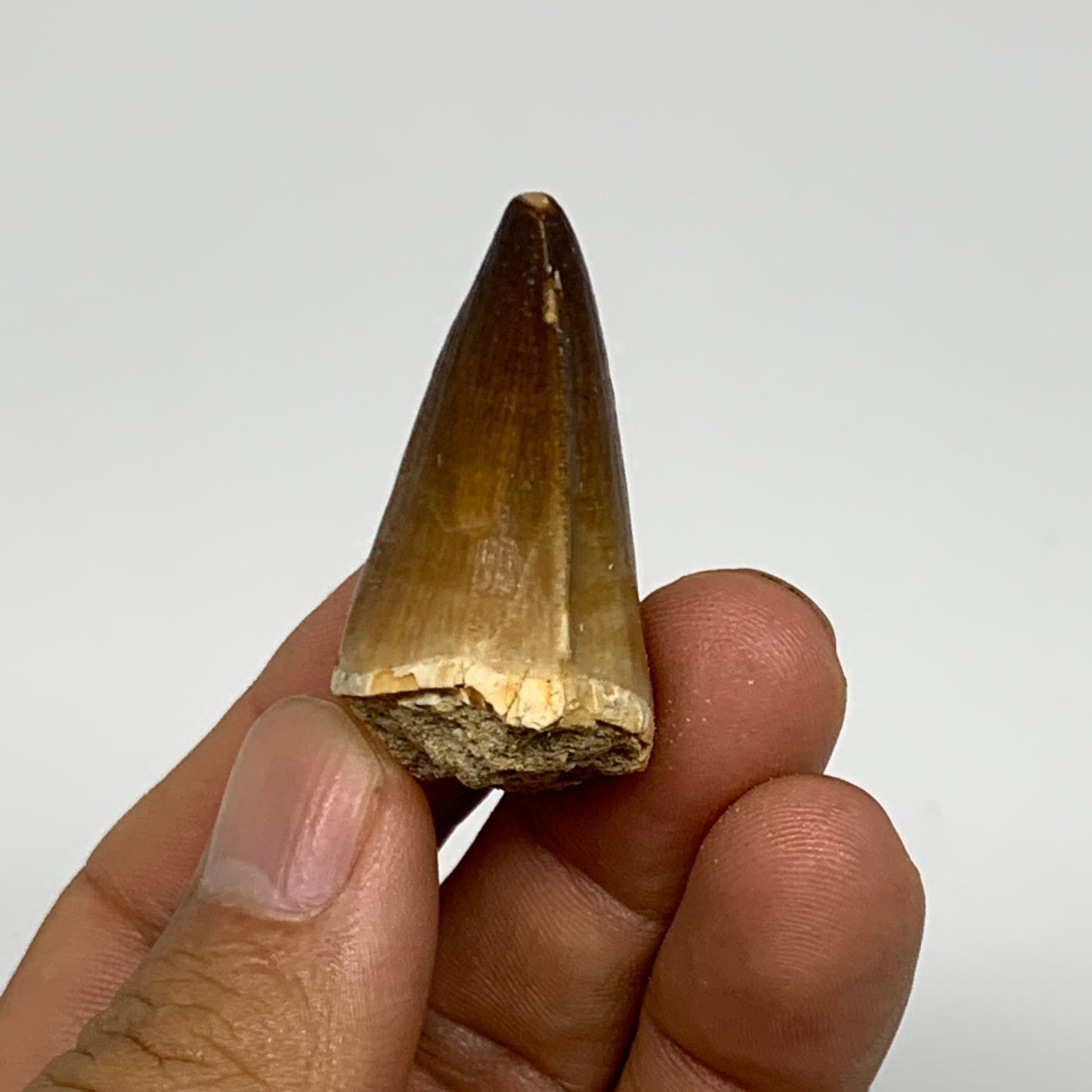 16.8g,1.6"X1.1"x0.8" Fossil Mosasaur Tooth reptiles, Cretaceous @Morocco, B23817