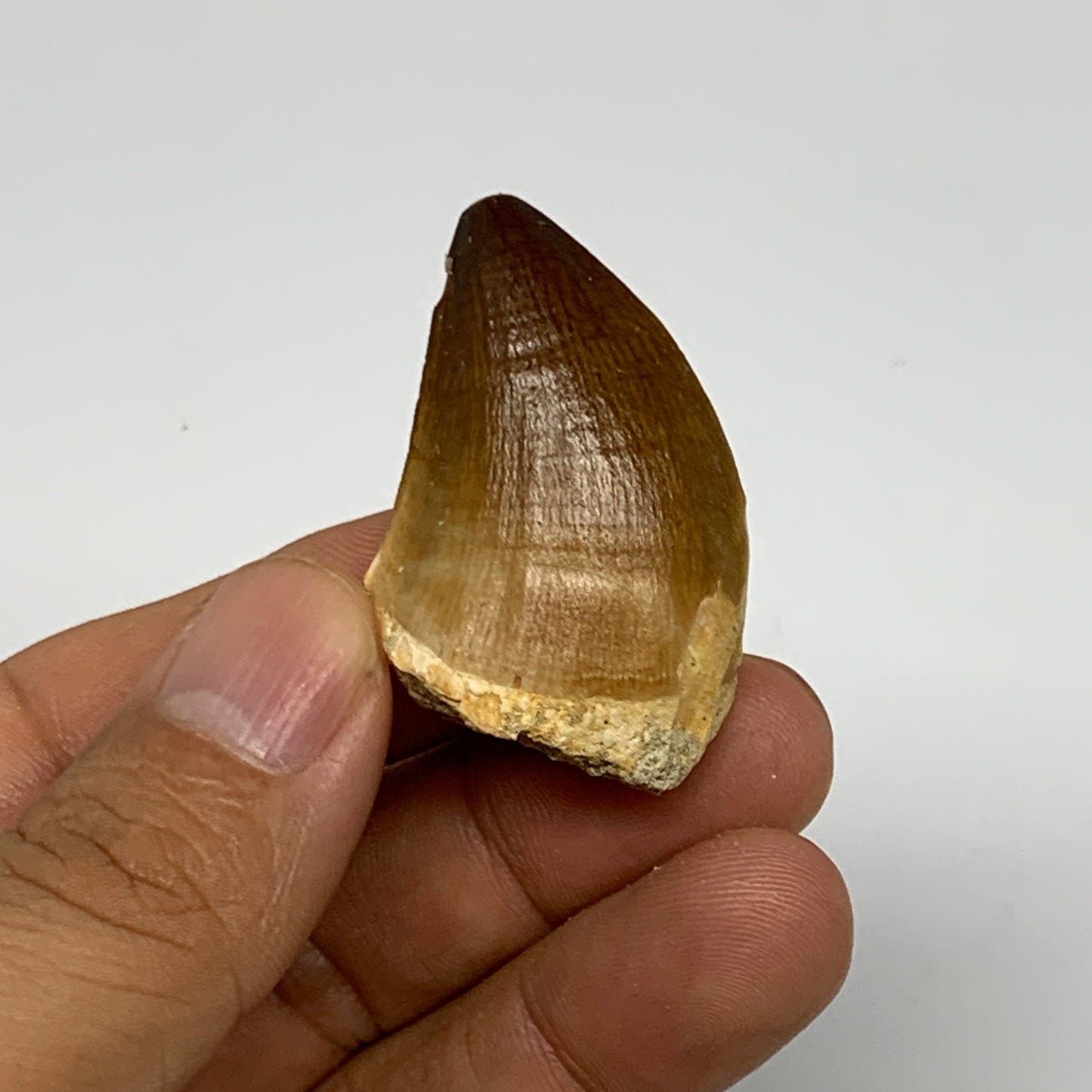 16.8g,1.6"X1.1"x0.8" Fossil Mosasaur Tooth reptiles, Cretaceous @Morocco, B23817