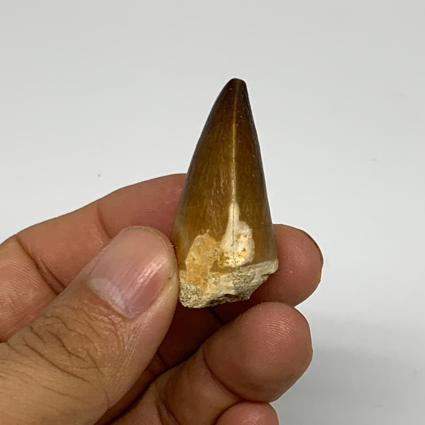 16.8g,1.6"X1.1"x0.8" Fossil Mosasaur Tooth reptiles, Cretaceous @Morocco, B23817