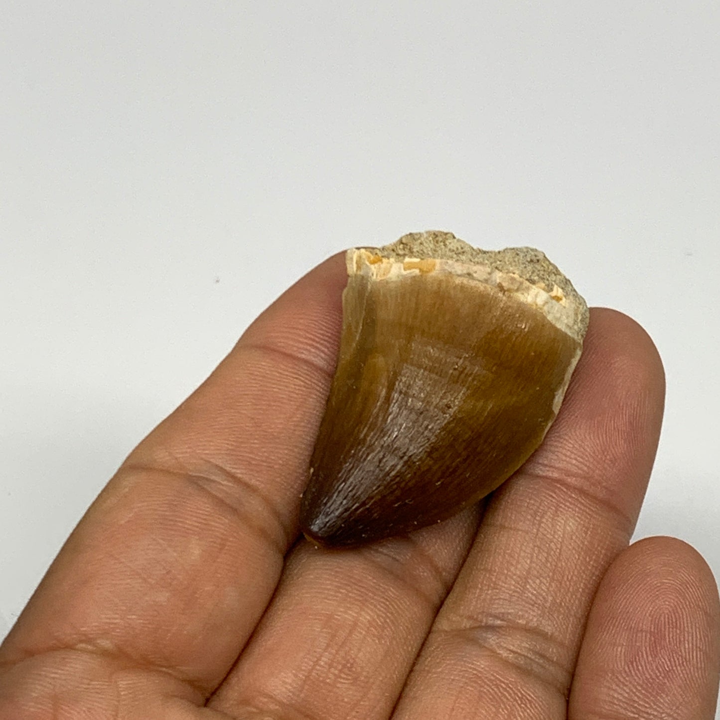 16.8g,1.6"X1.1"x0.8" Fossil Mosasaur Tooth reptiles, Cretaceous @Morocco, B23817