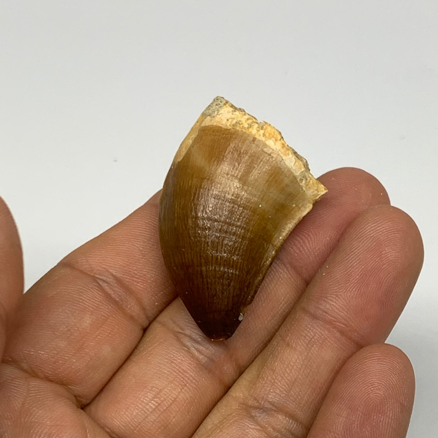 16.8g,1.6"X1.1"x0.8" Fossil Mosasaur Tooth reptiles, Cretaceous @Morocco, B23817