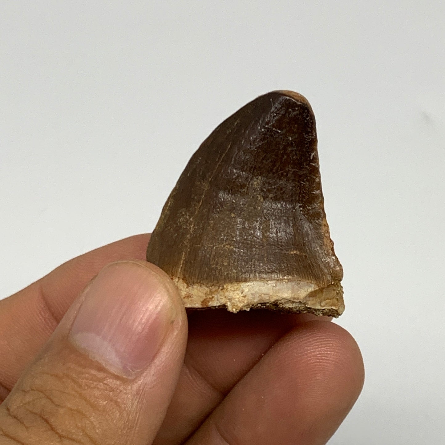 16.2g,1.3"X1.1"x0.8" Fossil Mosasaur Tooth reptiles, Cretaceous @Morocco, B23818