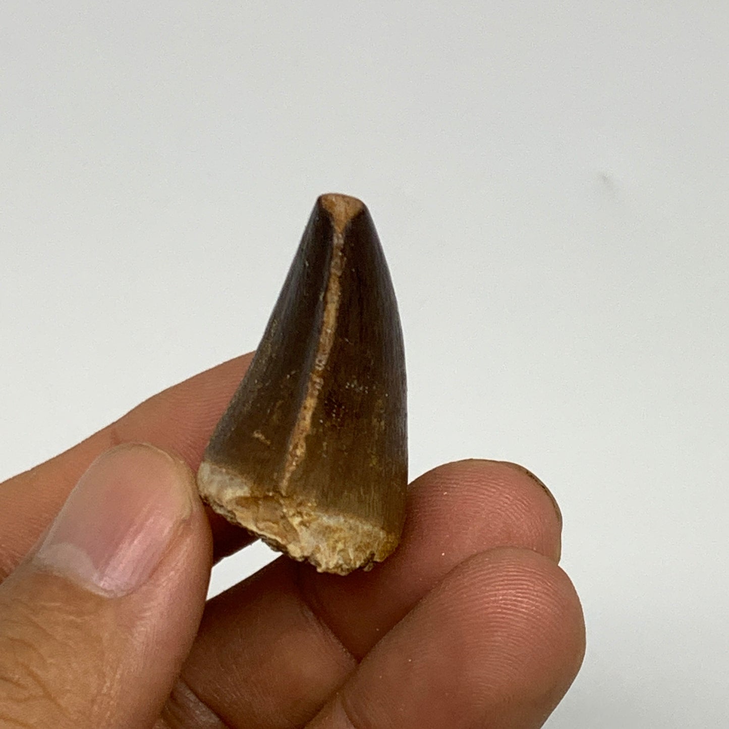 16.2g,1.3"X1.1"x0.8" Fossil Mosasaur Tooth reptiles, Cretaceous @Morocco, B23818