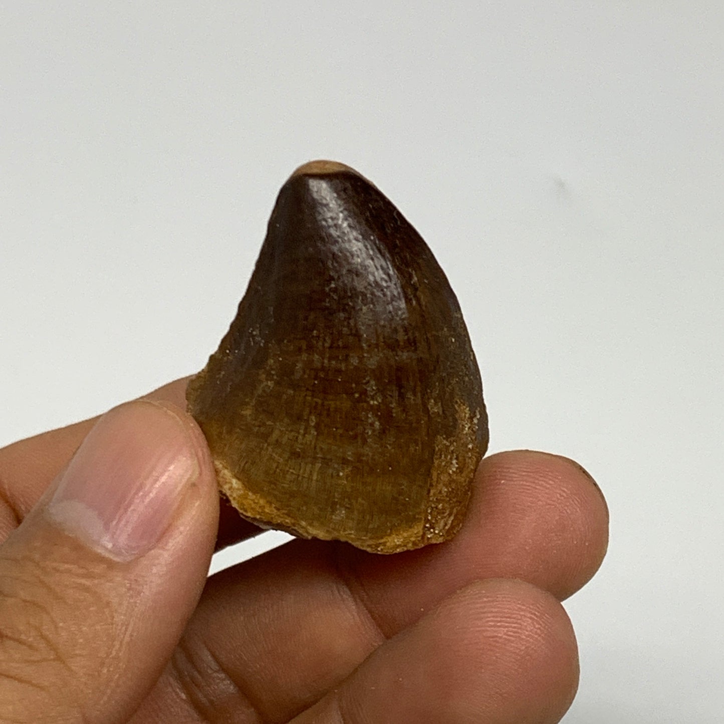 16.2g,1.3"X1.1"x0.8" Fossil Mosasaur Tooth reptiles, Cretaceous @Morocco, B23818