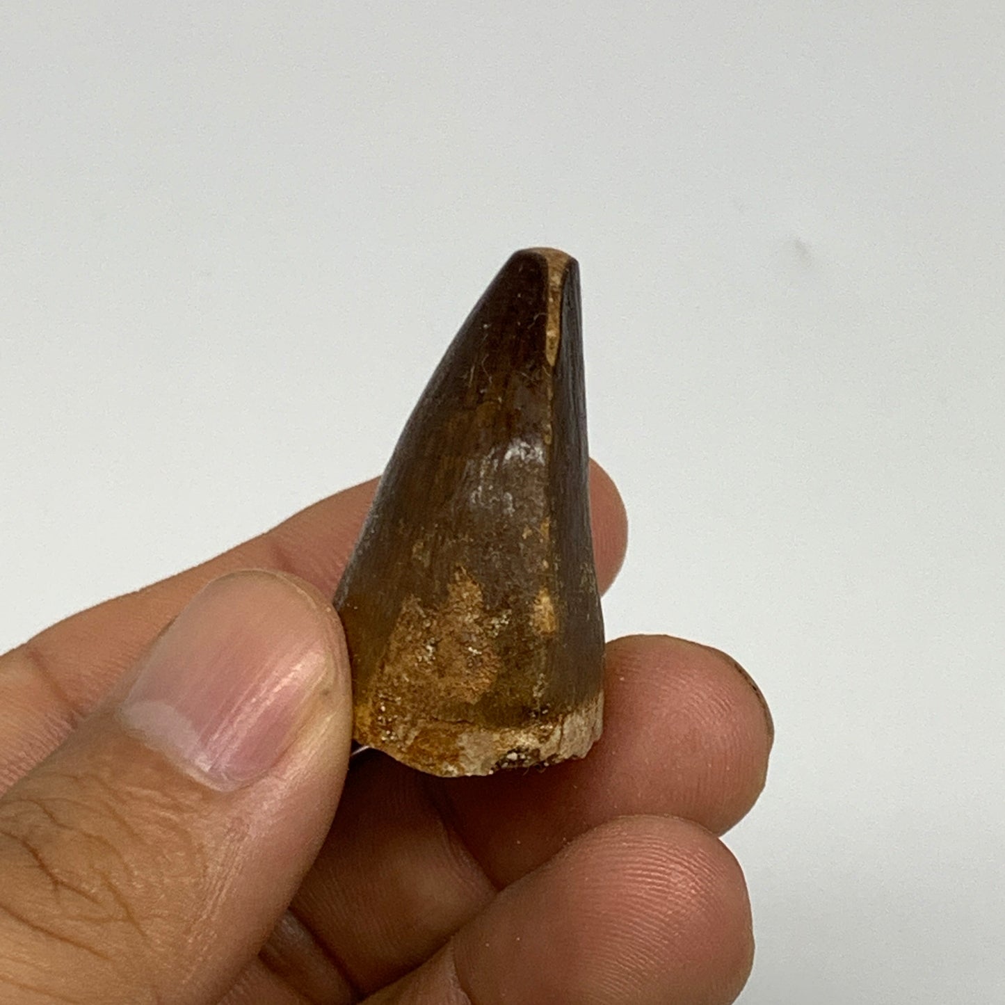 16.2g,1.3"X1.1"x0.8" Fossil Mosasaur Tooth reptiles, Cretaceous @Morocco, B23818