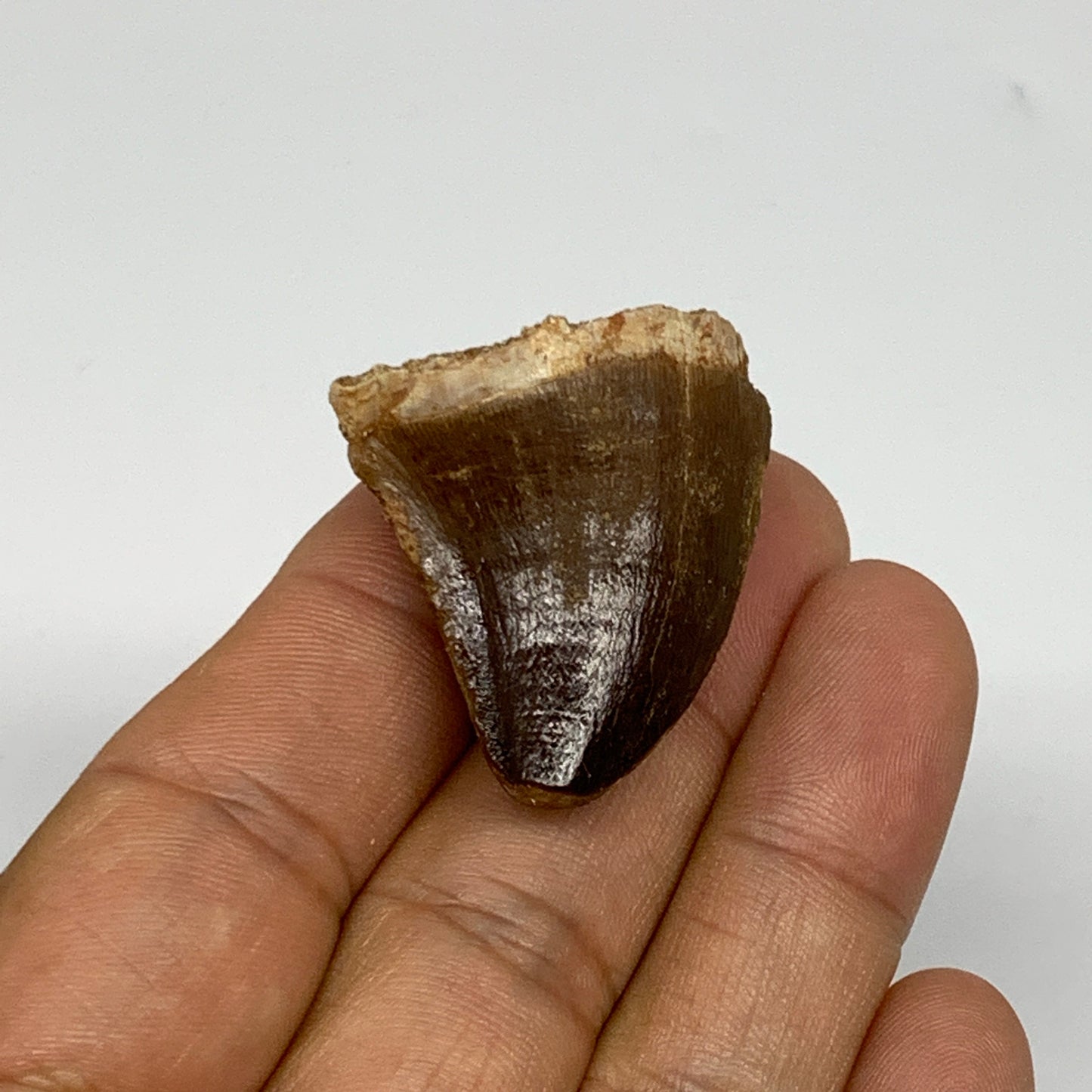 16.2g,1.3"X1.1"x0.8" Fossil Mosasaur Tooth reptiles, Cretaceous @Morocco, B23818