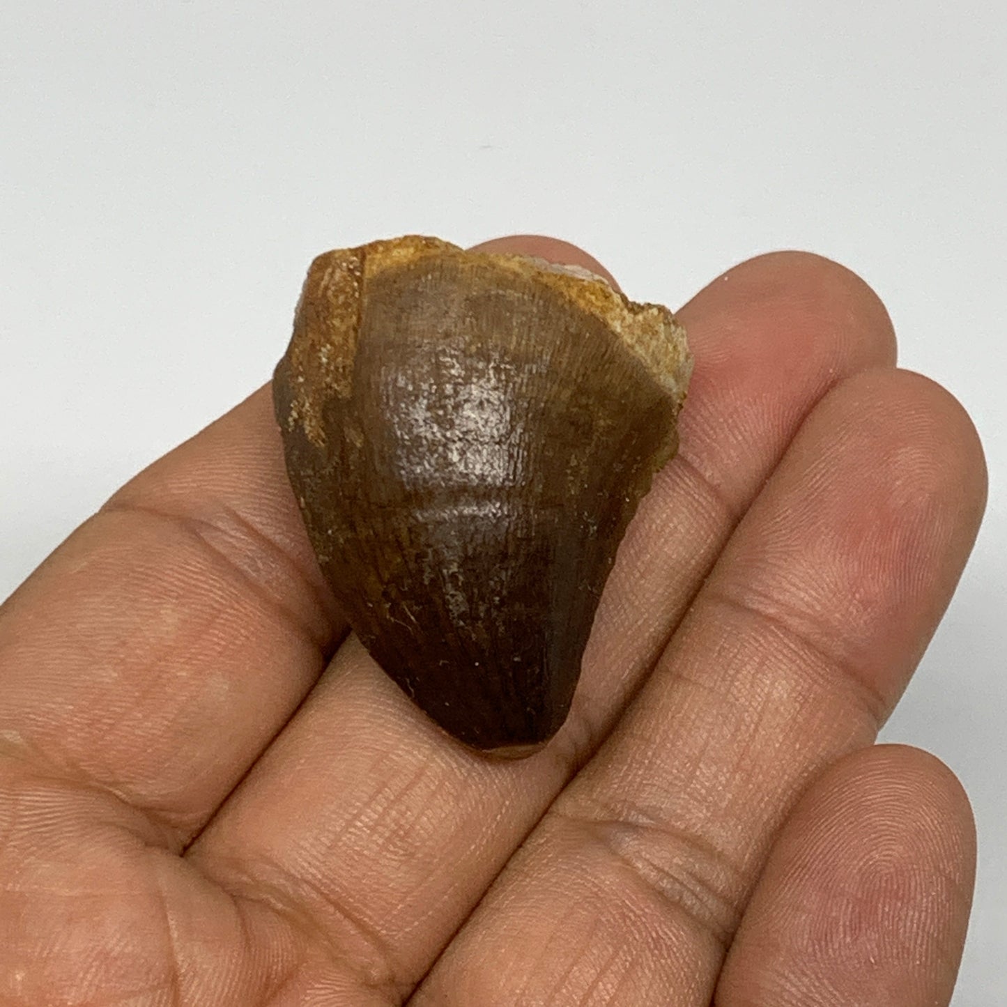 16.2g,1.3"X1.1"x0.8" Fossil Mosasaur Tooth reptiles, Cretaceous @Morocco, B23818