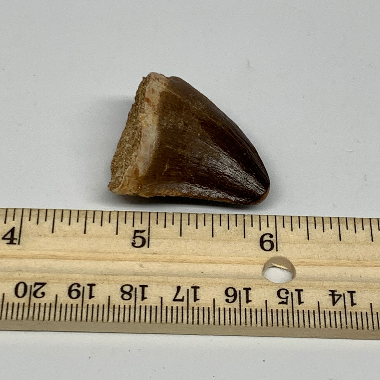 16.2g,1.3"X1.1"x0.8" Fossil Mosasaur Tooth reptiles, Cretaceous @Morocco, B23818