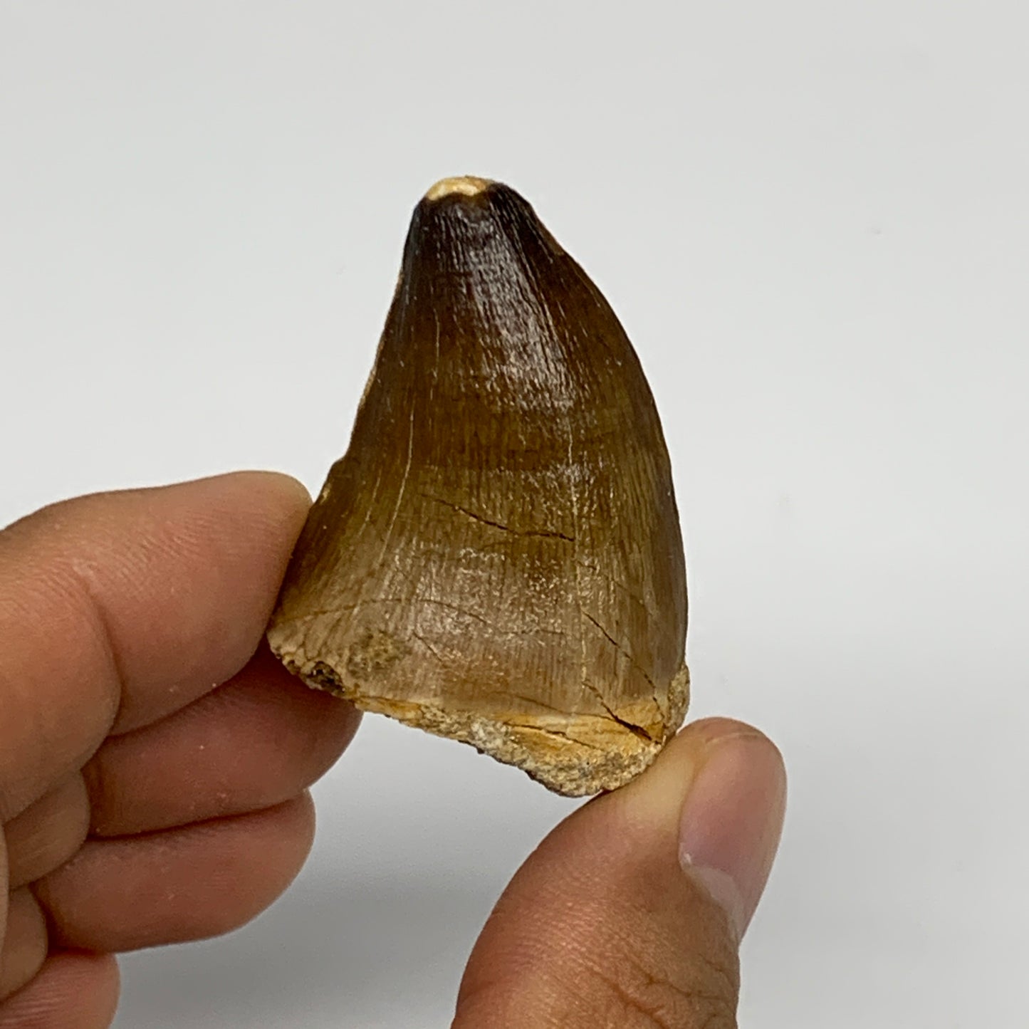 23.3g,1.7"X1.2"x0.8" Fossil Mosasaur Tooth reptiles, Cretaceous @Morocco, B23820