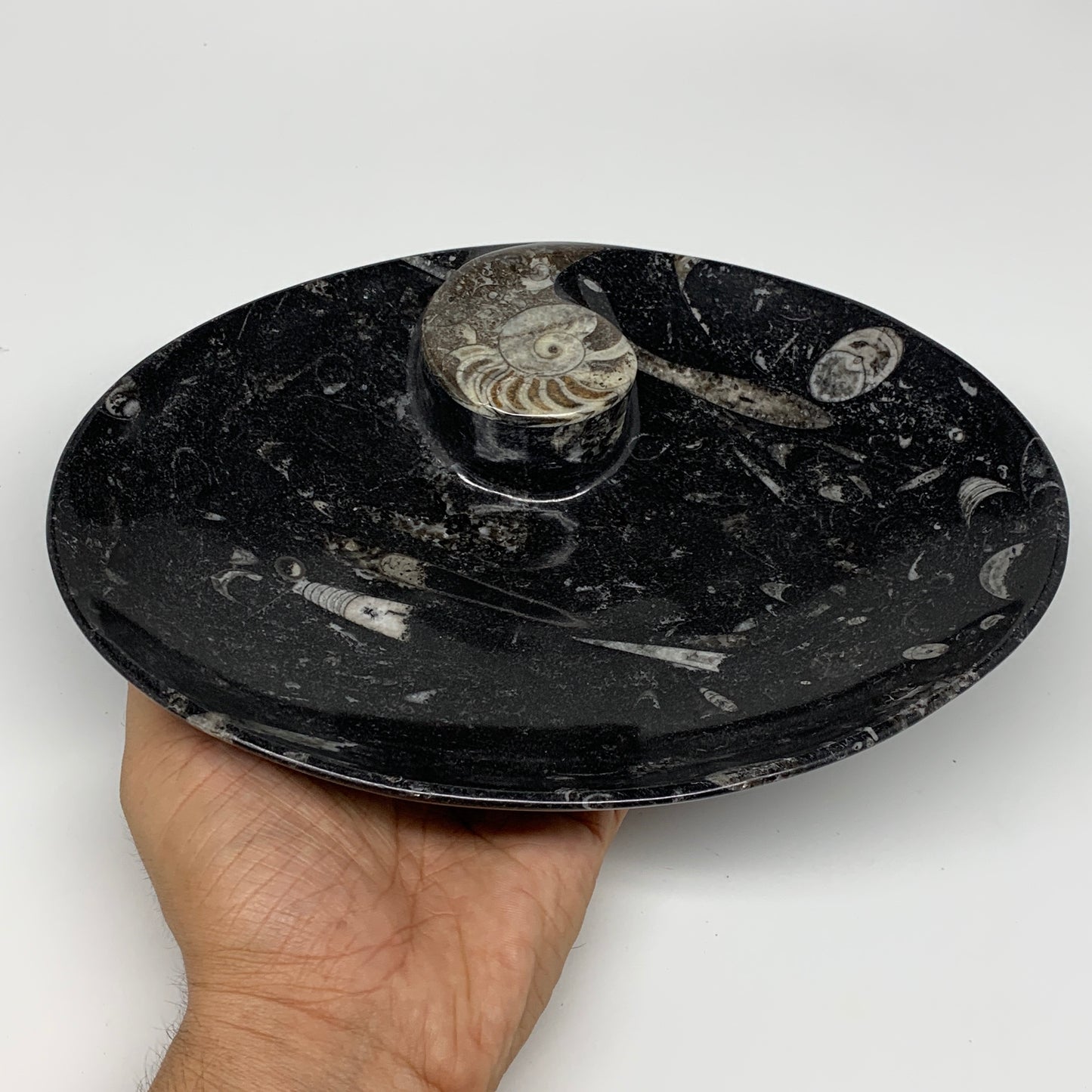 706g, 8.75"x6.5" Black Fossils Ammonite Orthoceras Bowl Oval Ring @Morocco,B8412