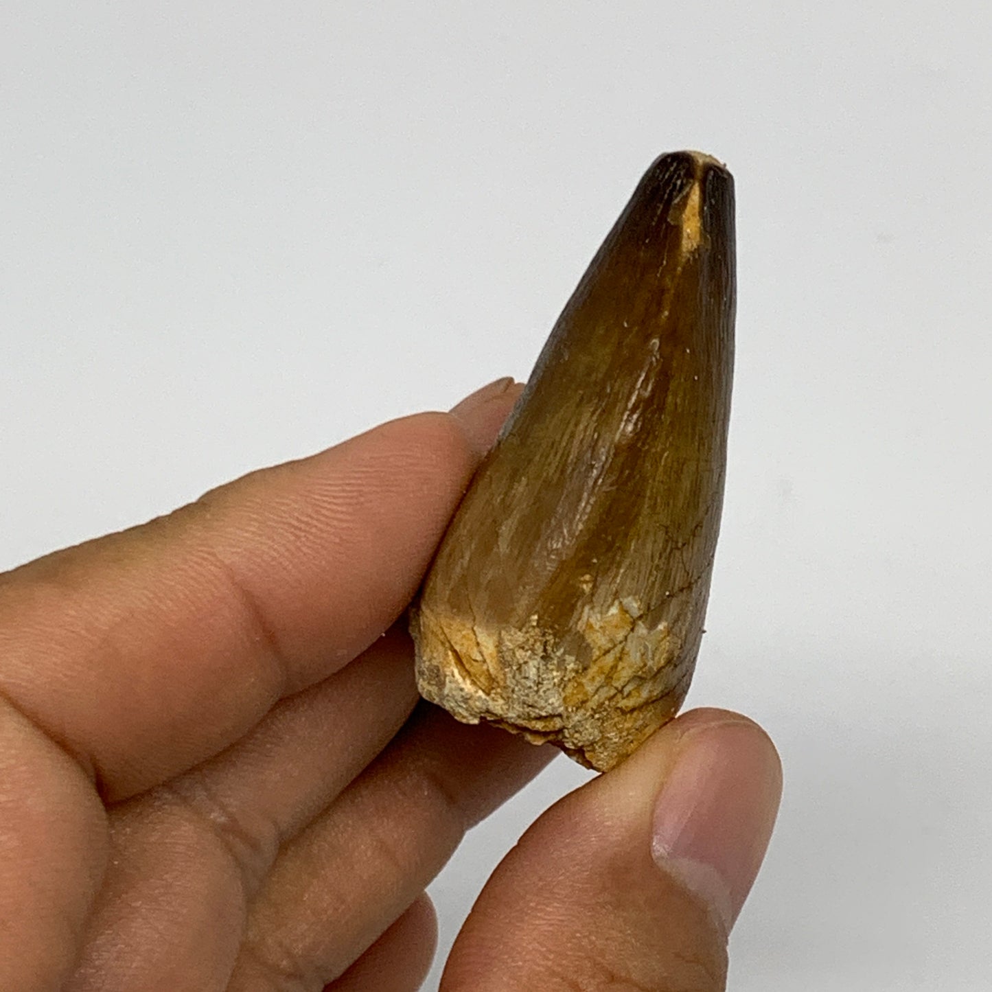 23.3g,1.7"X1.2"x0.8" Fossil Mosasaur Tooth reptiles, Cretaceous @Morocco, B23820