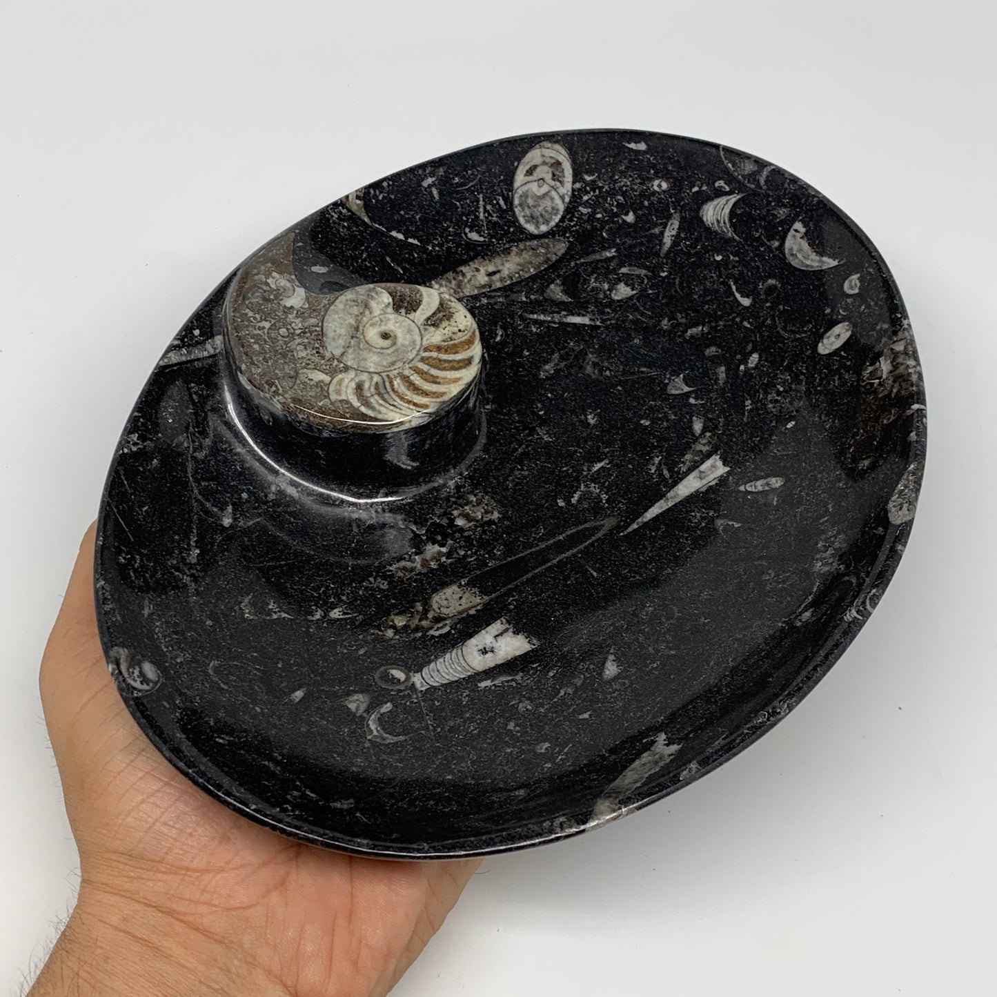 706g, 8.75"x6.5" Black Fossils Ammonite Orthoceras Bowl Oval Ring @Morocco,B8412