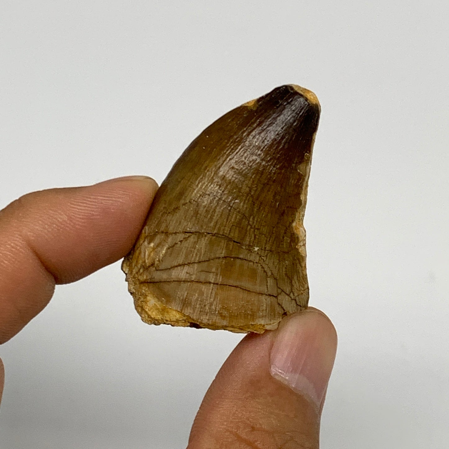 23.3g,1.7"X1.2"x0.8" Fossil Mosasaur Tooth reptiles, Cretaceous @Morocco, B23820