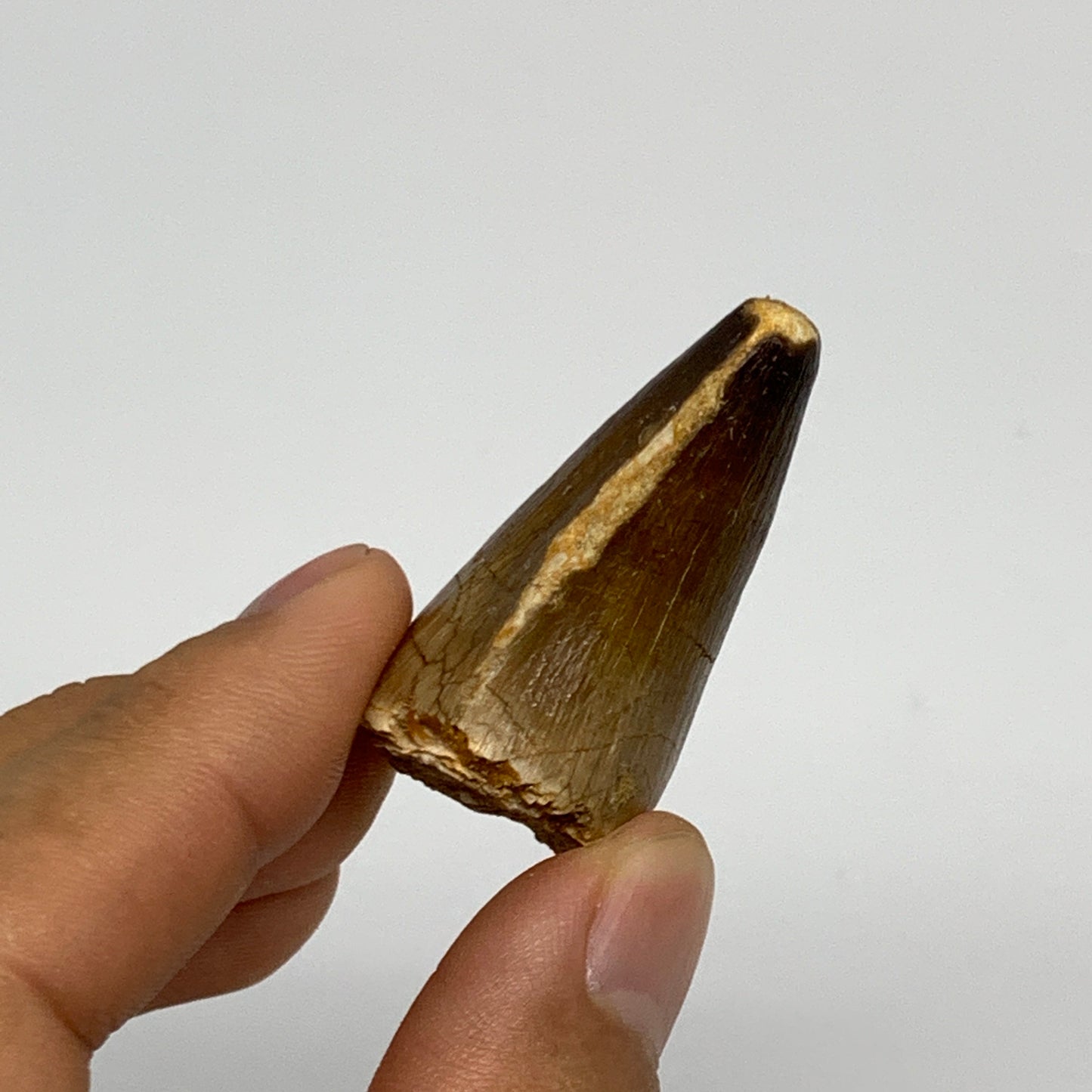 23.3g,1.7"X1.2"x0.8" Fossil Mosasaur Tooth reptiles, Cretaceous @Morocco, B23820