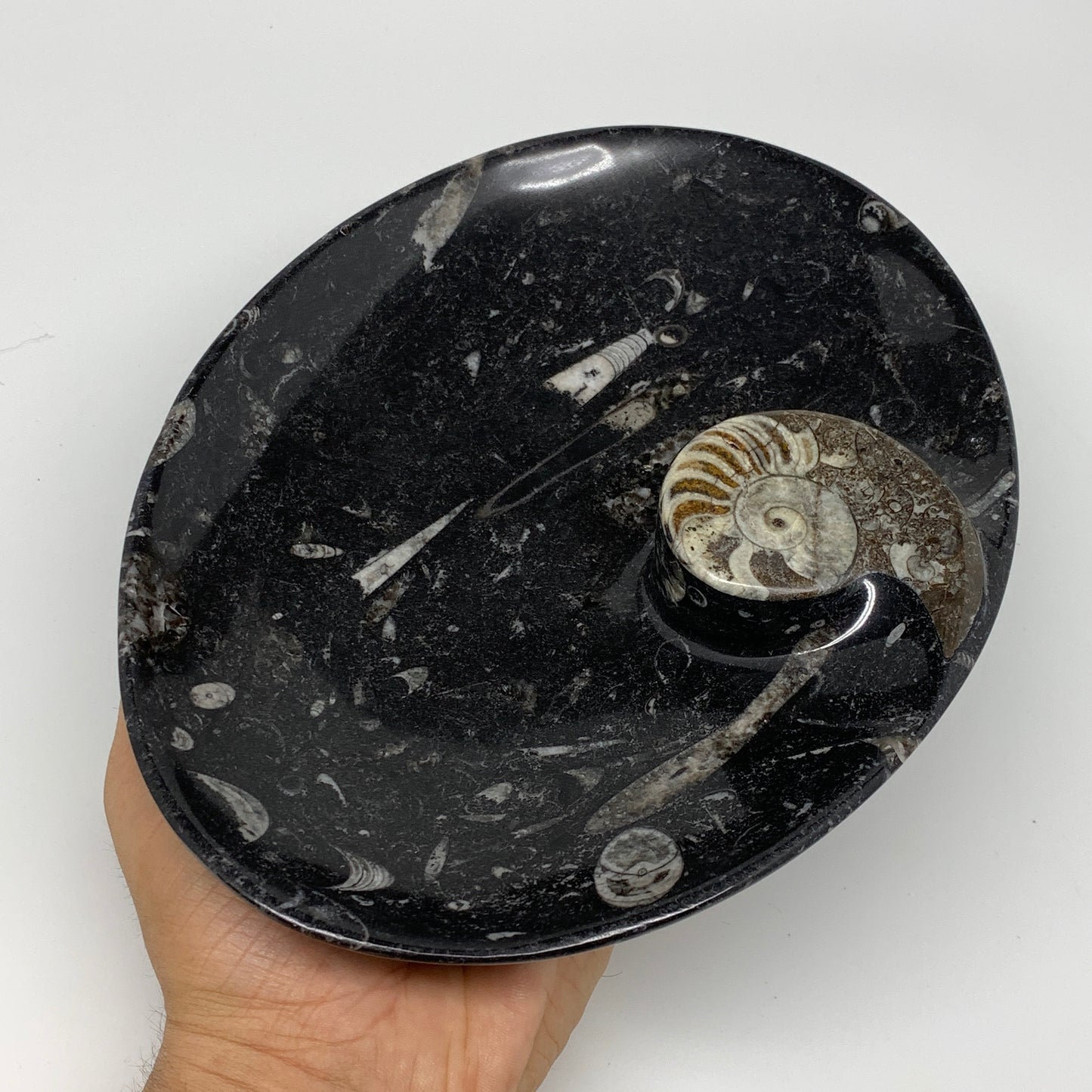 706g, 8.75"x6.5" Black Fossils Ammonite Orthoceras Bowl Oval Ring @Morocco,B8412