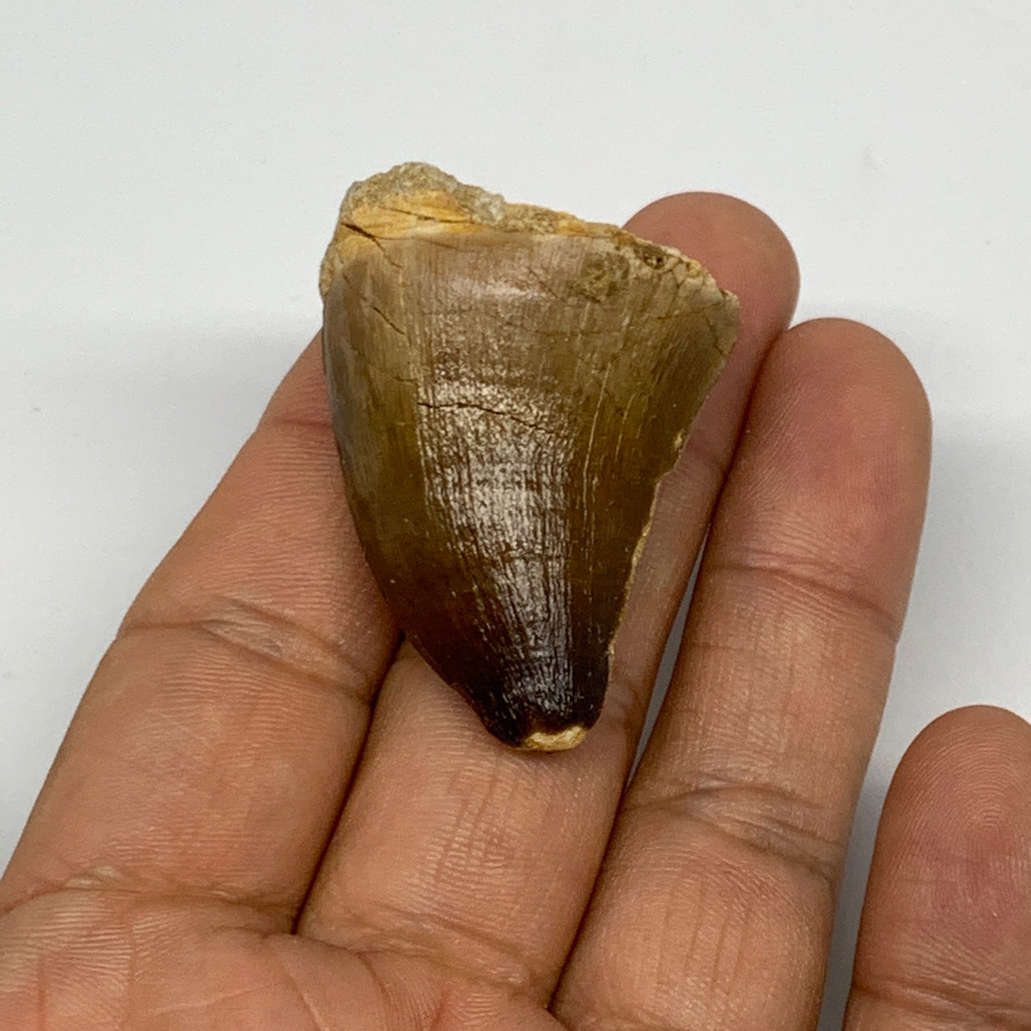 23.3g,1.7"X1.2"x0.8" Fossil Mosasaur Tooth reptiles, Cretaceous @Morocco, B23820