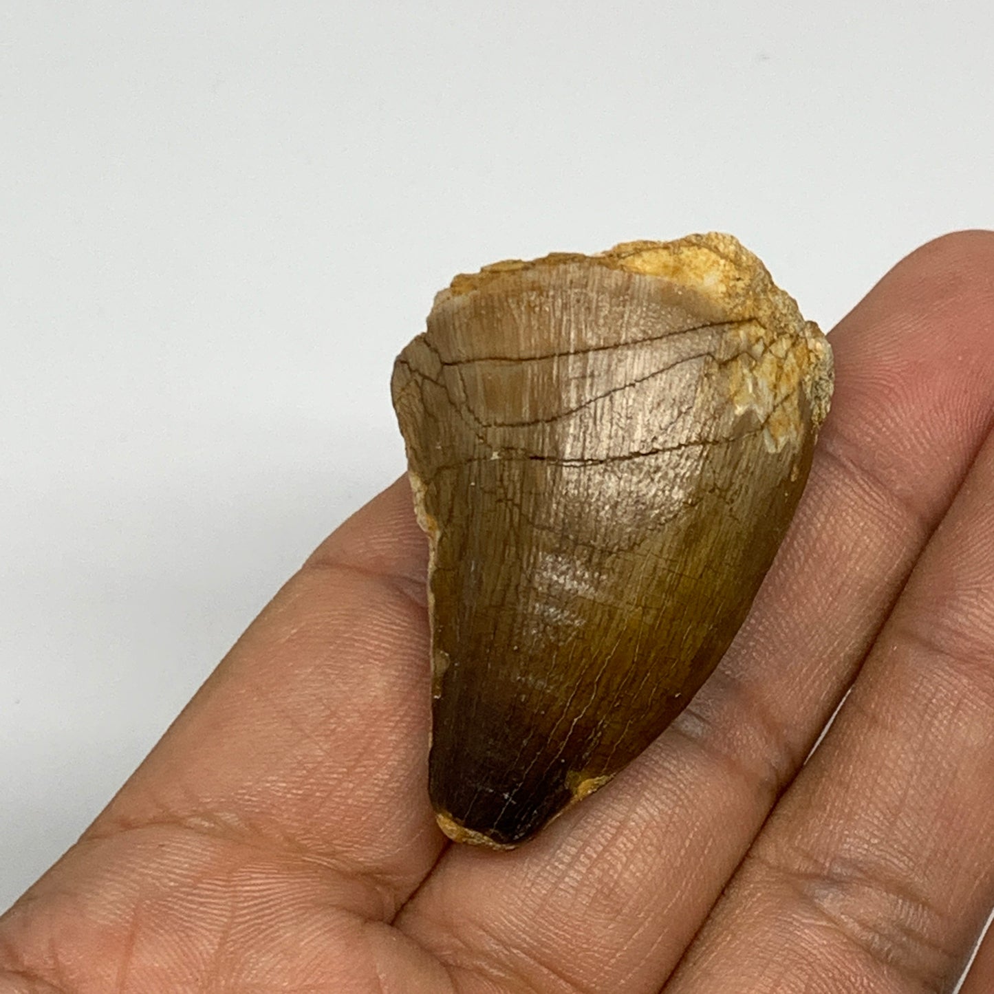 23.3g,1.7"X1.2"x0.8" Fossil Mosasaur Tooth reptiles, Cretaceous @Morocco, B23820