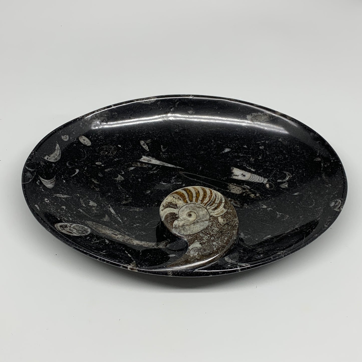 706g, 8.75"x6.5" Black Fossils Ammonite Orthoceras Bowl Oval Ring @Morocco,B8412