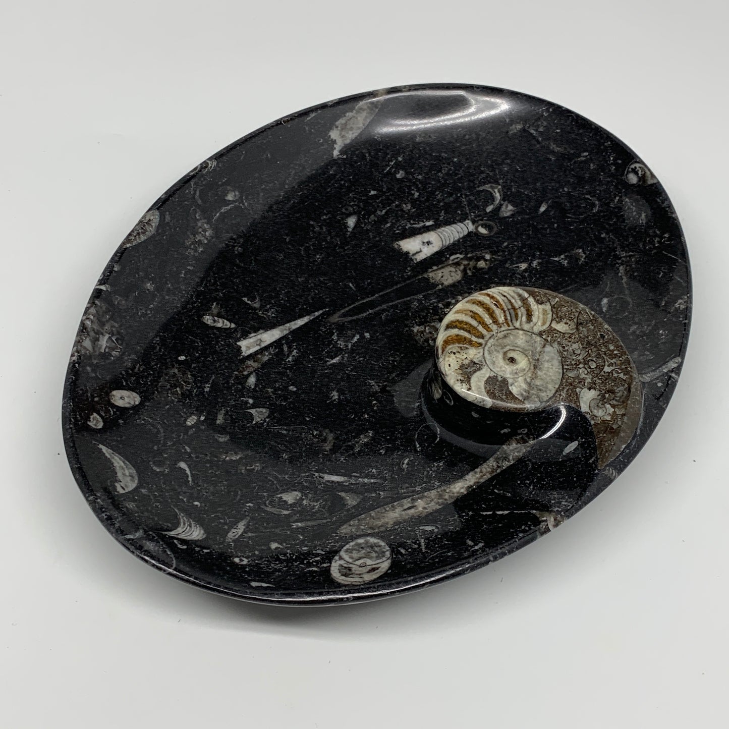 706g, 8.75"x6.5" Black Fossils Ammonite Orthoceras Bowl Oval Ring @Morocco,B8412