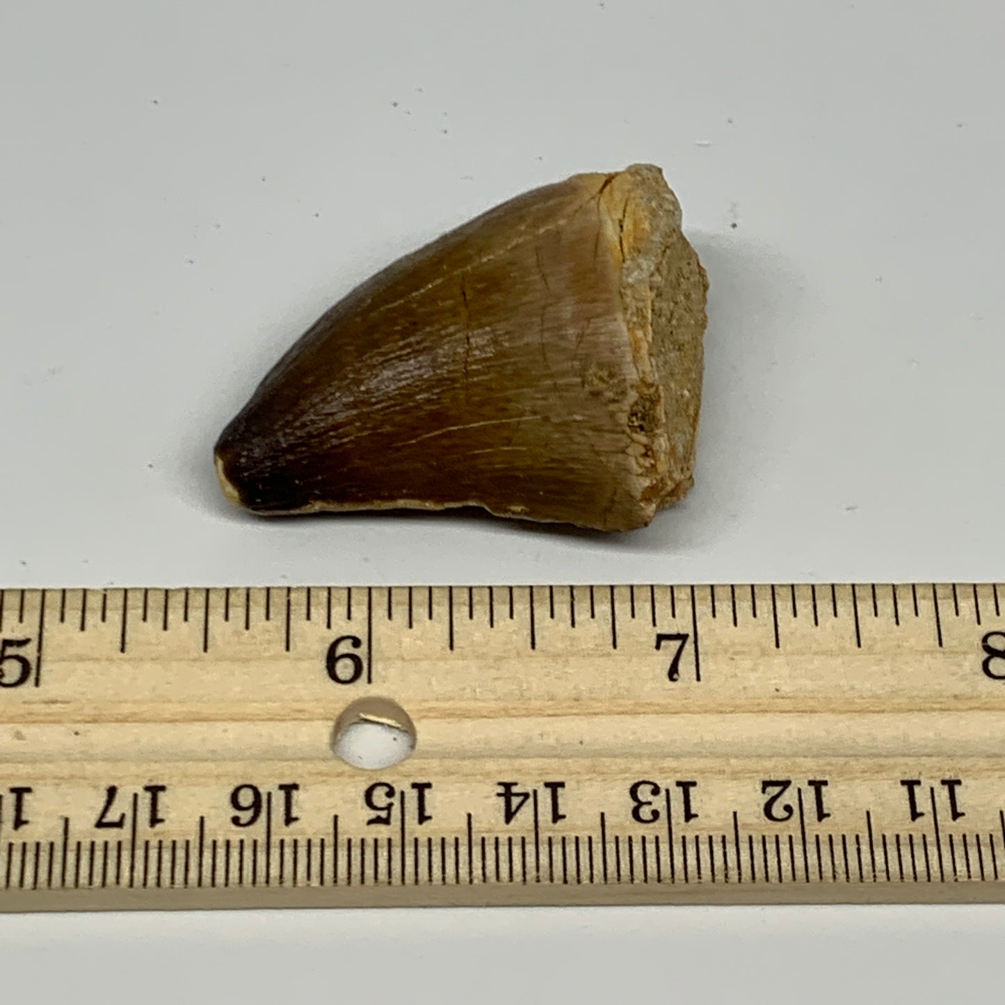 23.3g,1.7"X1.2"x0.8" Fossil Mosasaur Tooth reptiles, Cretaceous @Morocco, B23820