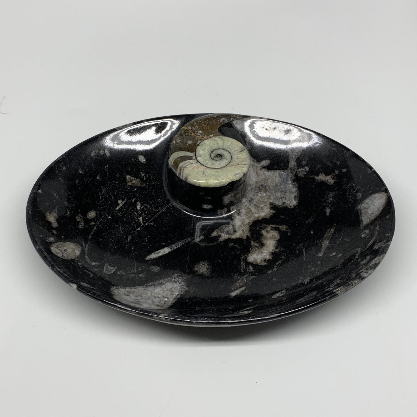 938g, 8.75"x6.5" Black Fossils Ammonite Orthoceras Bowl Oval Ring @Morocco,B8416