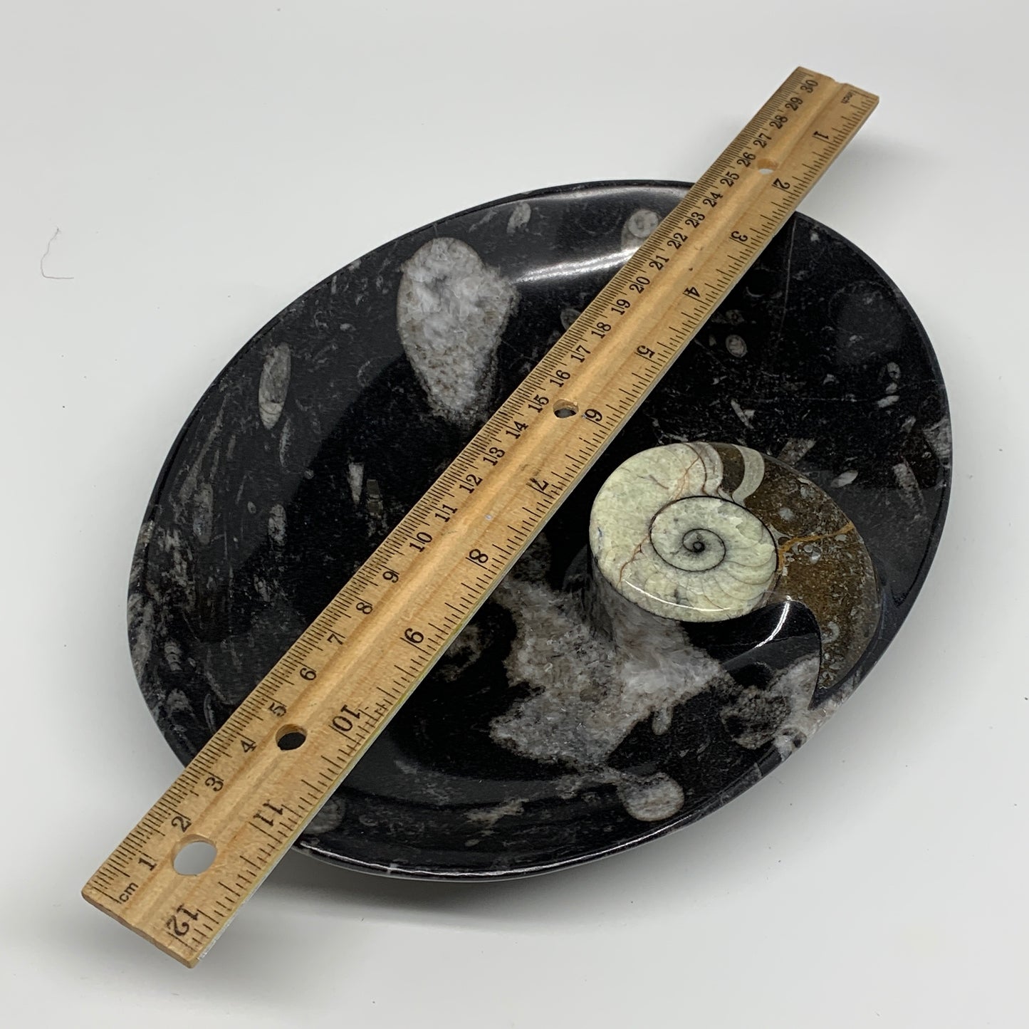 938g, 8.75"x6.5" Black Fossils Ammonite Orthoceras Bowl Oval Ring @Morocco,B8416