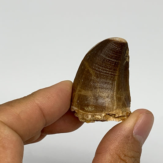 22.1g,1.5"X1.1"x0.9" Fossil Mosasaur Tooth reptiles, Cretaceous @Morocco, B23829