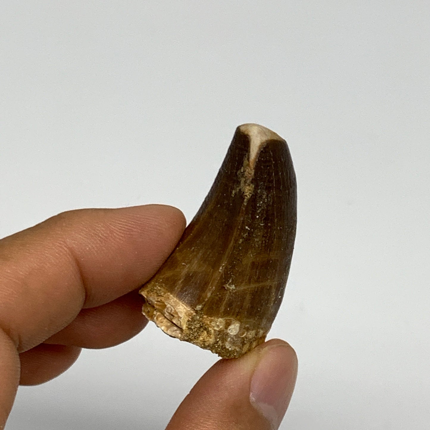 22.1g,1.5"X1.1"x0.9" Fossil Mosasaur Tooth reptiles, Cretaceous @Morocco, B23829