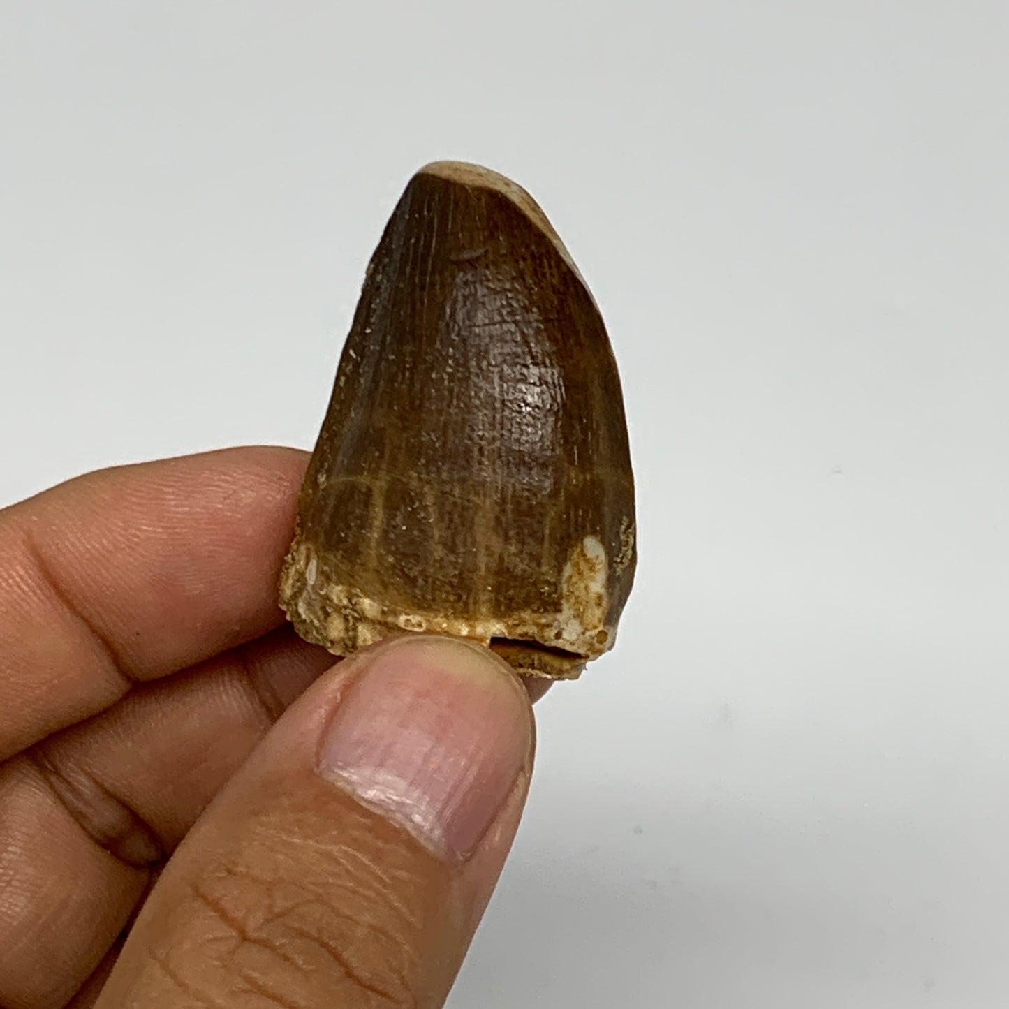 22.1g,1.5"X1.1"x0.9" Fossil Mosasaur Tooth reptiles, Cretaceous @Morocco, B23829