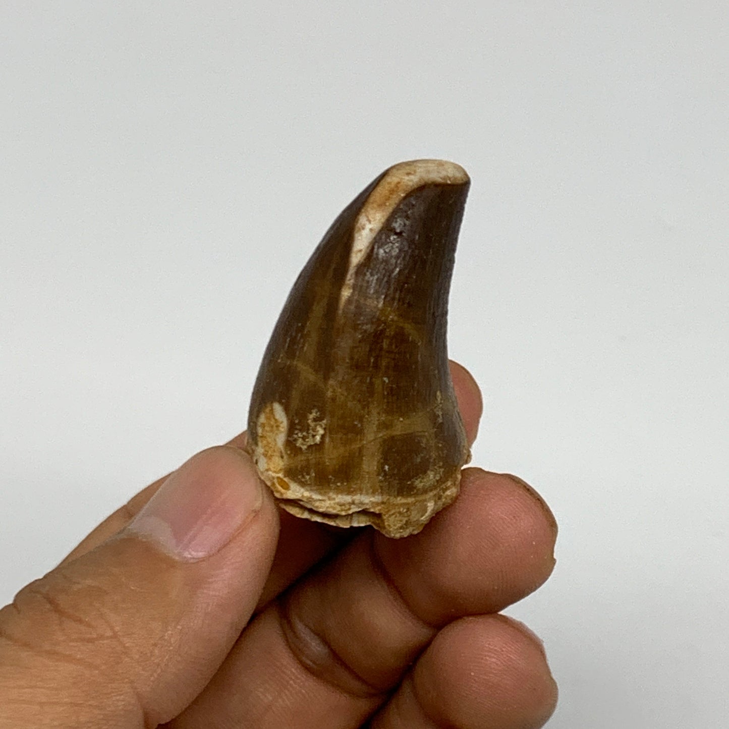 22.1g,1.5"X1.1"x0.9" Fossil Mosasaur Tooth reptiles, Cretaceous @Morocco, B23829