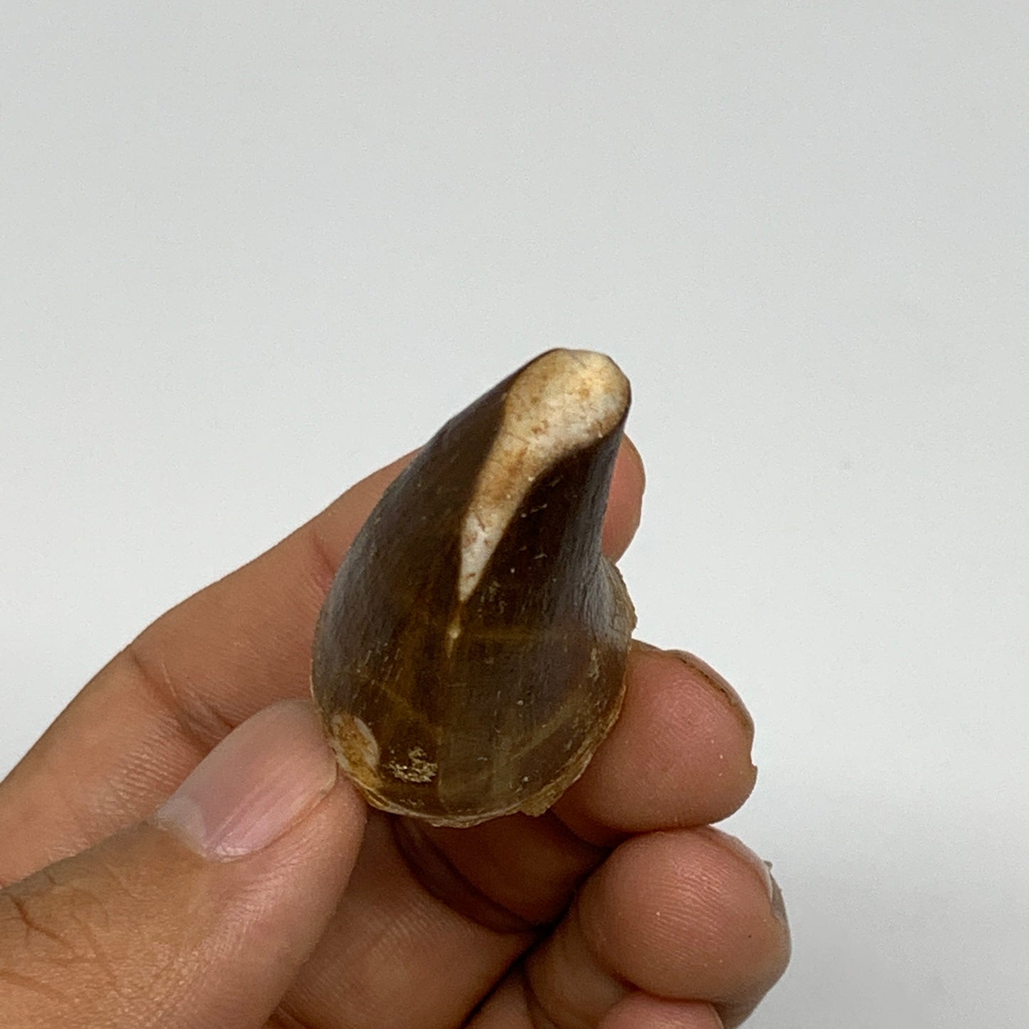 22.1g,1.5"X1.1"x0.9" Fossil Mosasaur Tooth reptiles, Cretaceous @Morocco, B23829