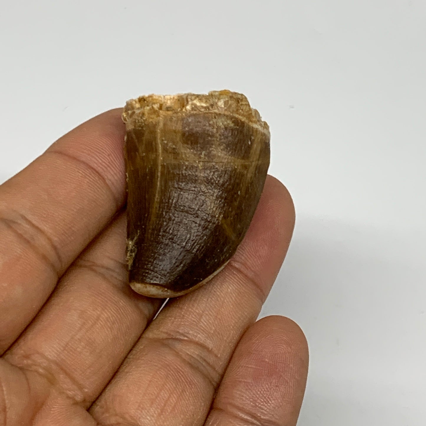 22.1g,1.5"X1.1"x0.9" Fossil Mosasaur Tooth reptiles, Cretaceous @Morocco, B23829